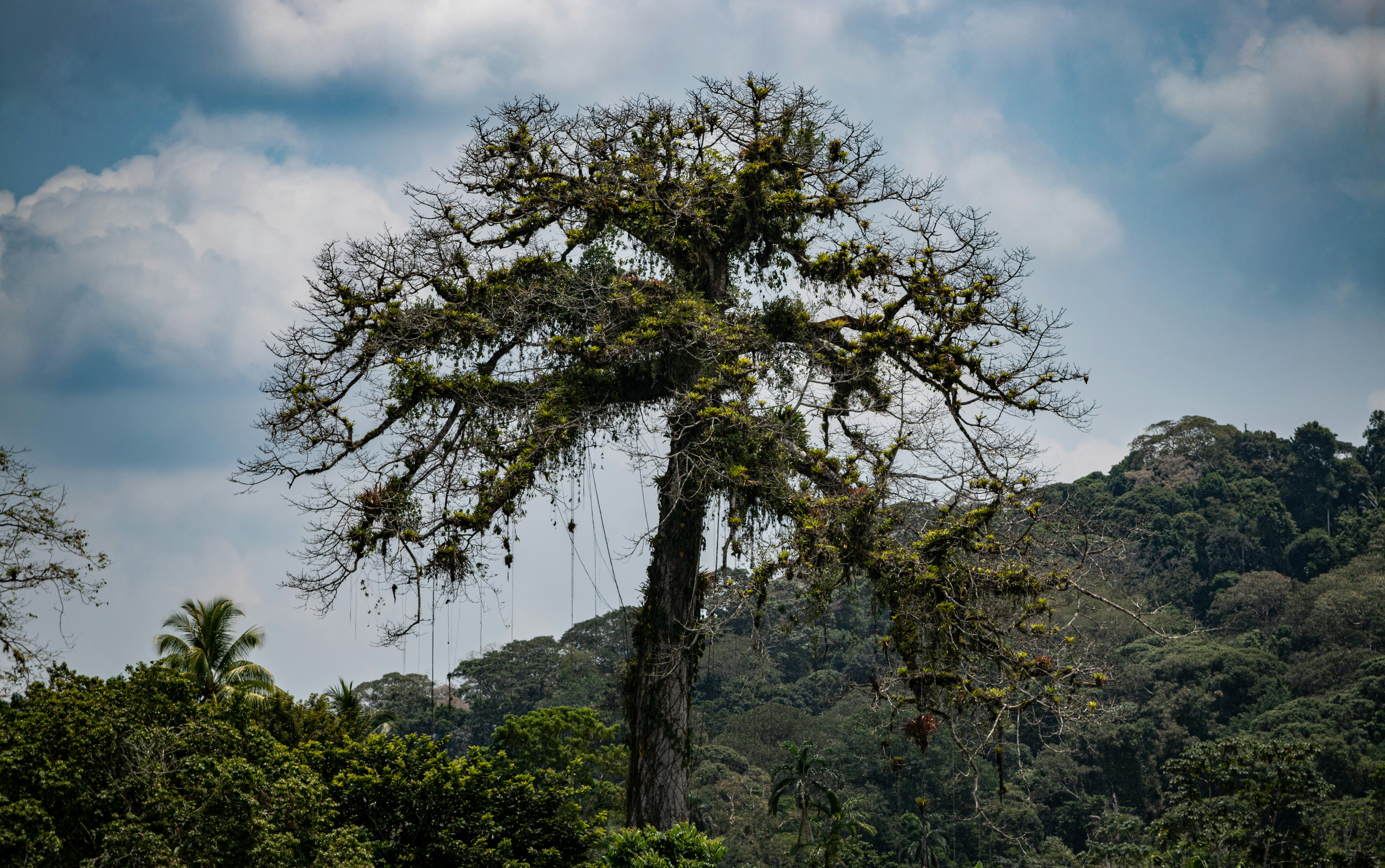 A giraffe standing next to a tree in a field