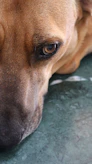 A close up of a dog laying on the ground