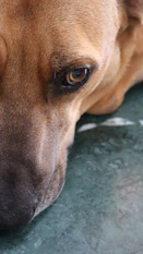 A close up of a dog laying on the ground