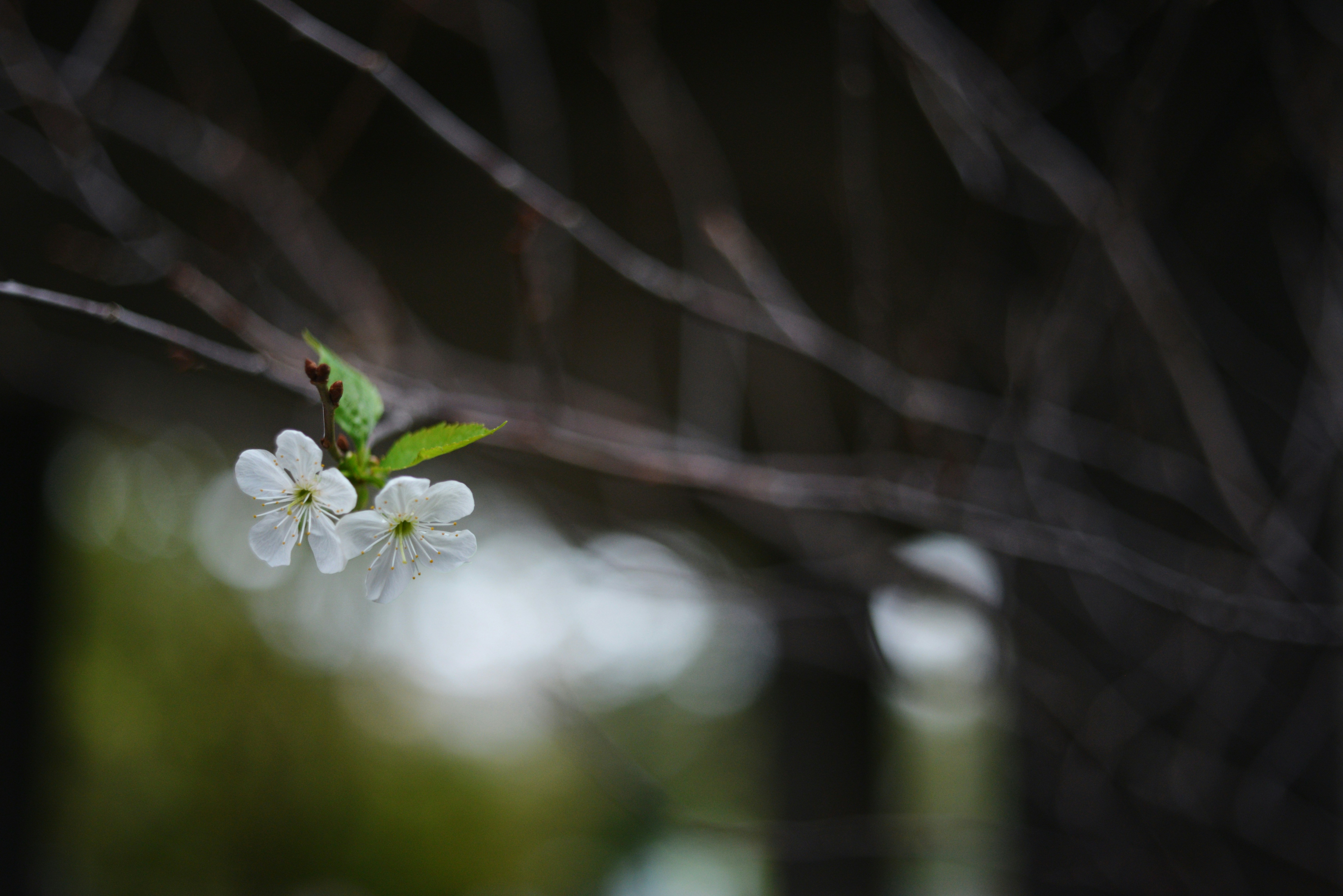 Photo by cherstve_pechivo