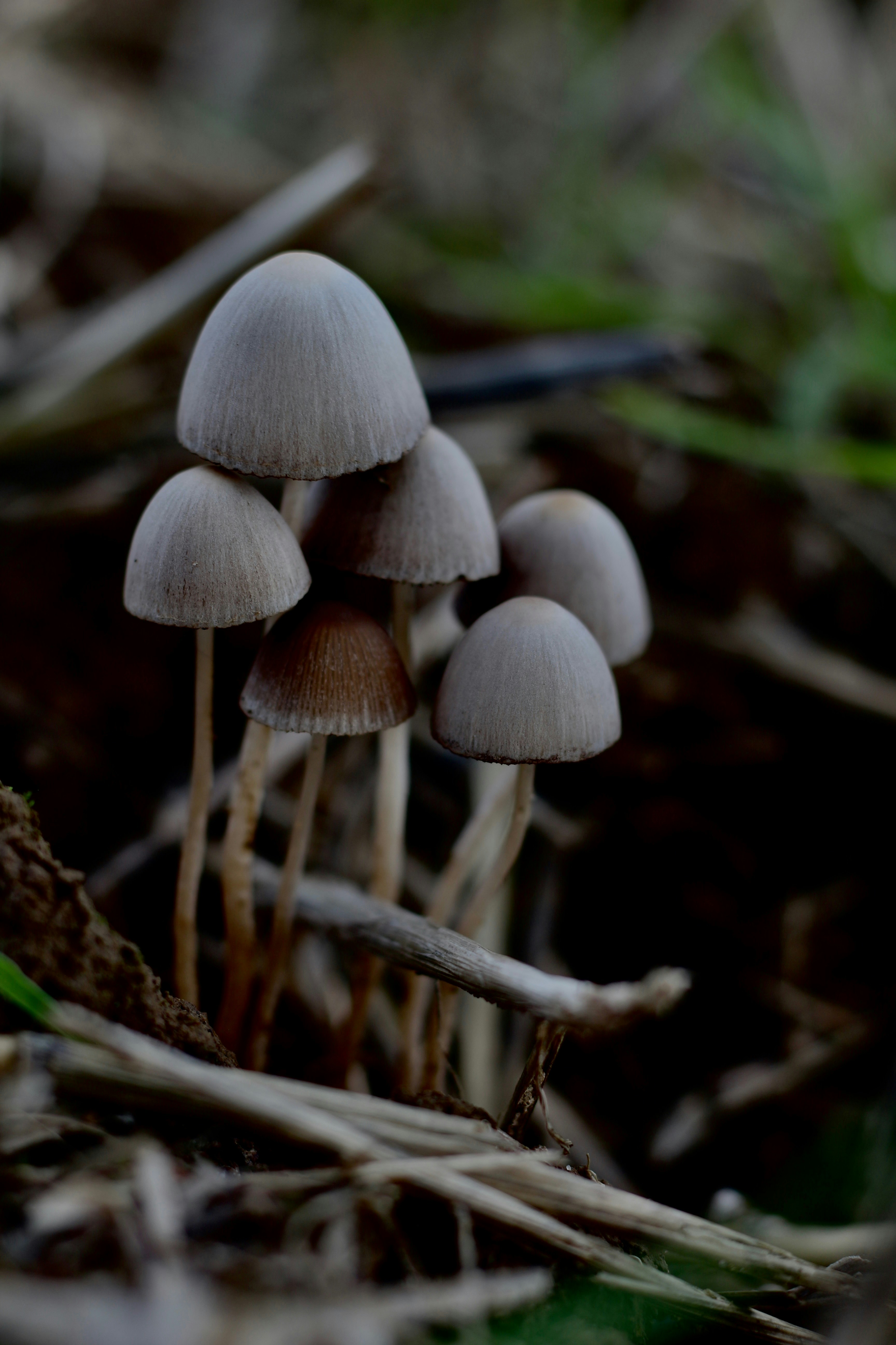 A group of mushrooms that are on the ground