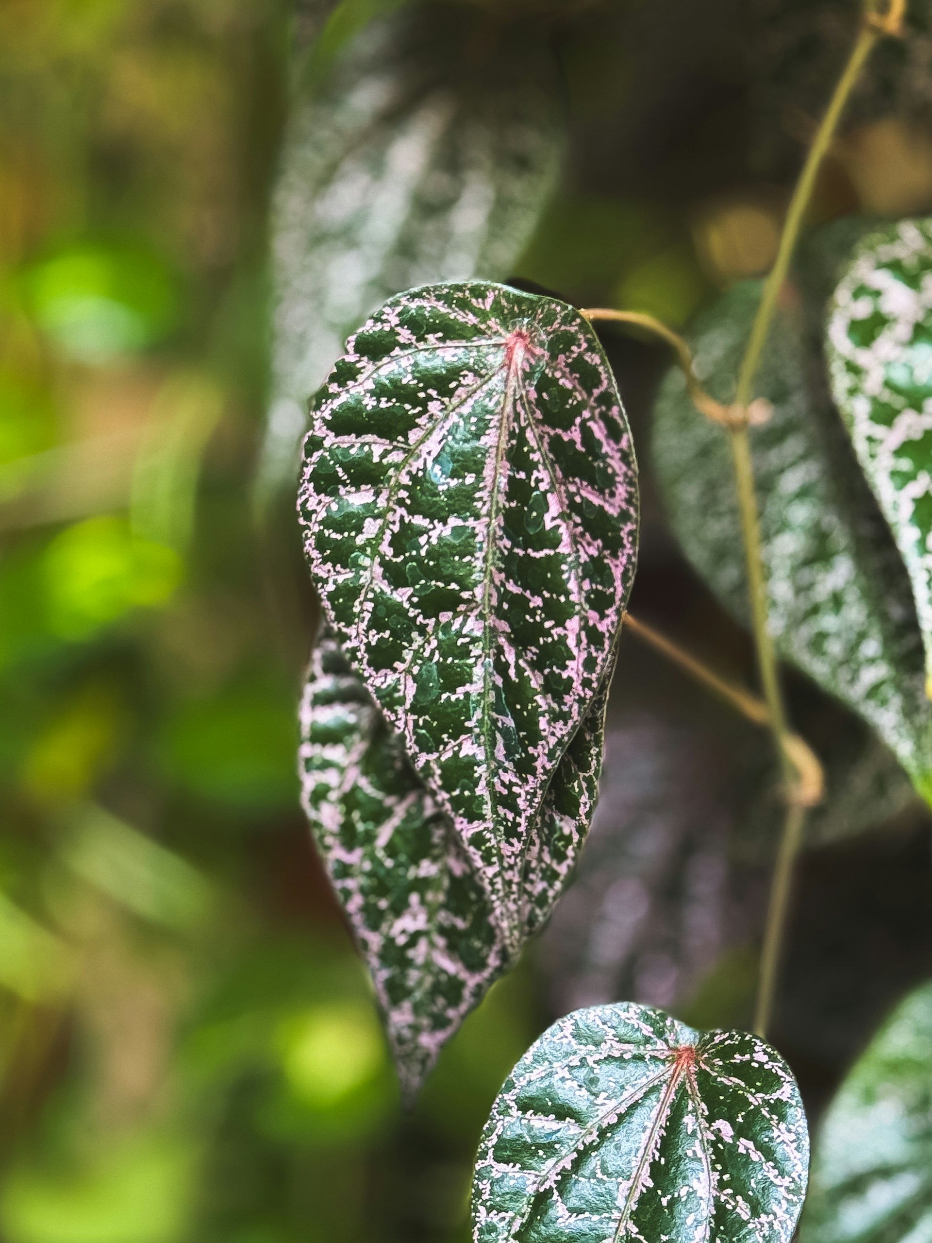 A close up of two green leaves on a tree