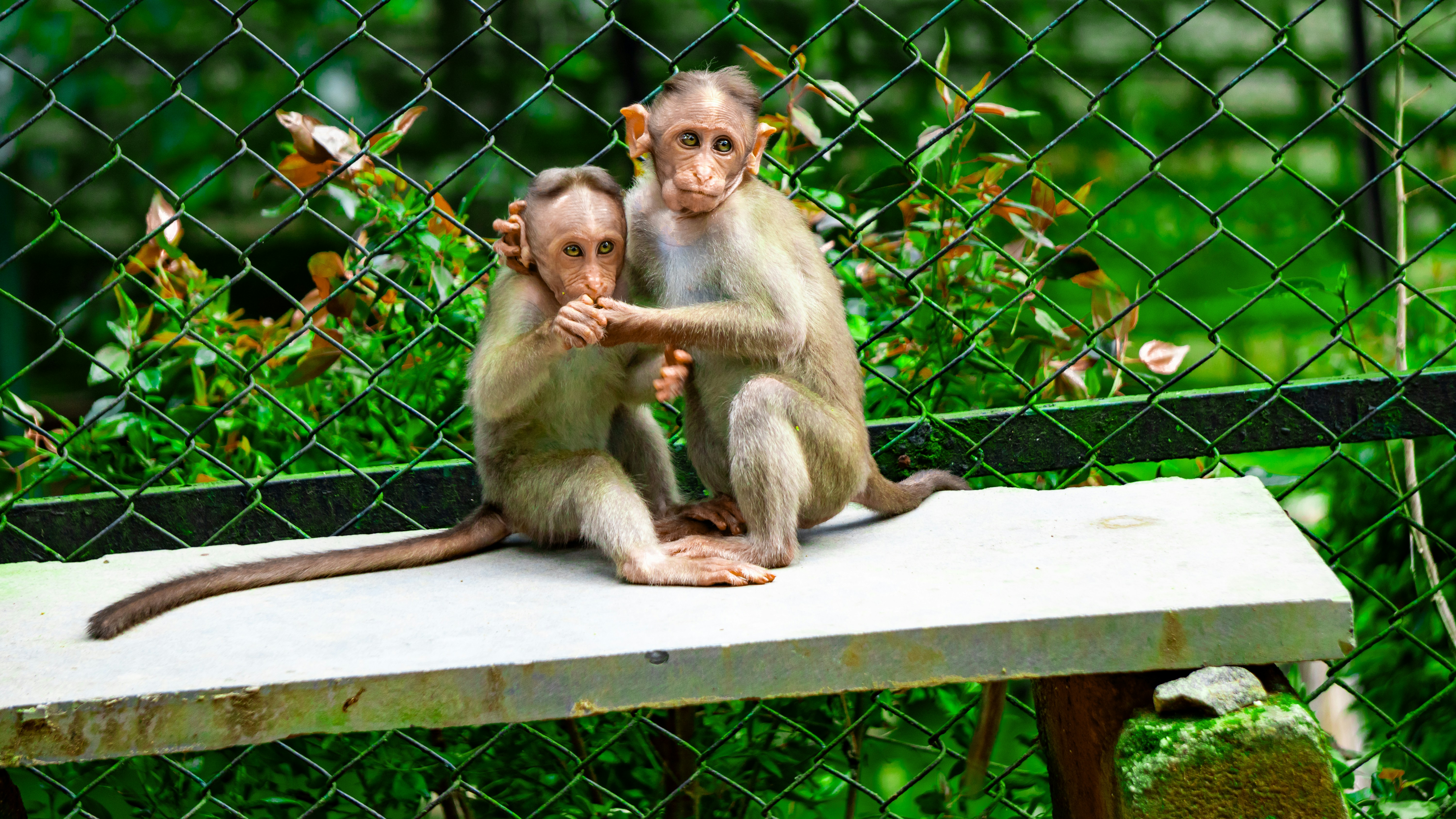 Photo by chitti_kannaya