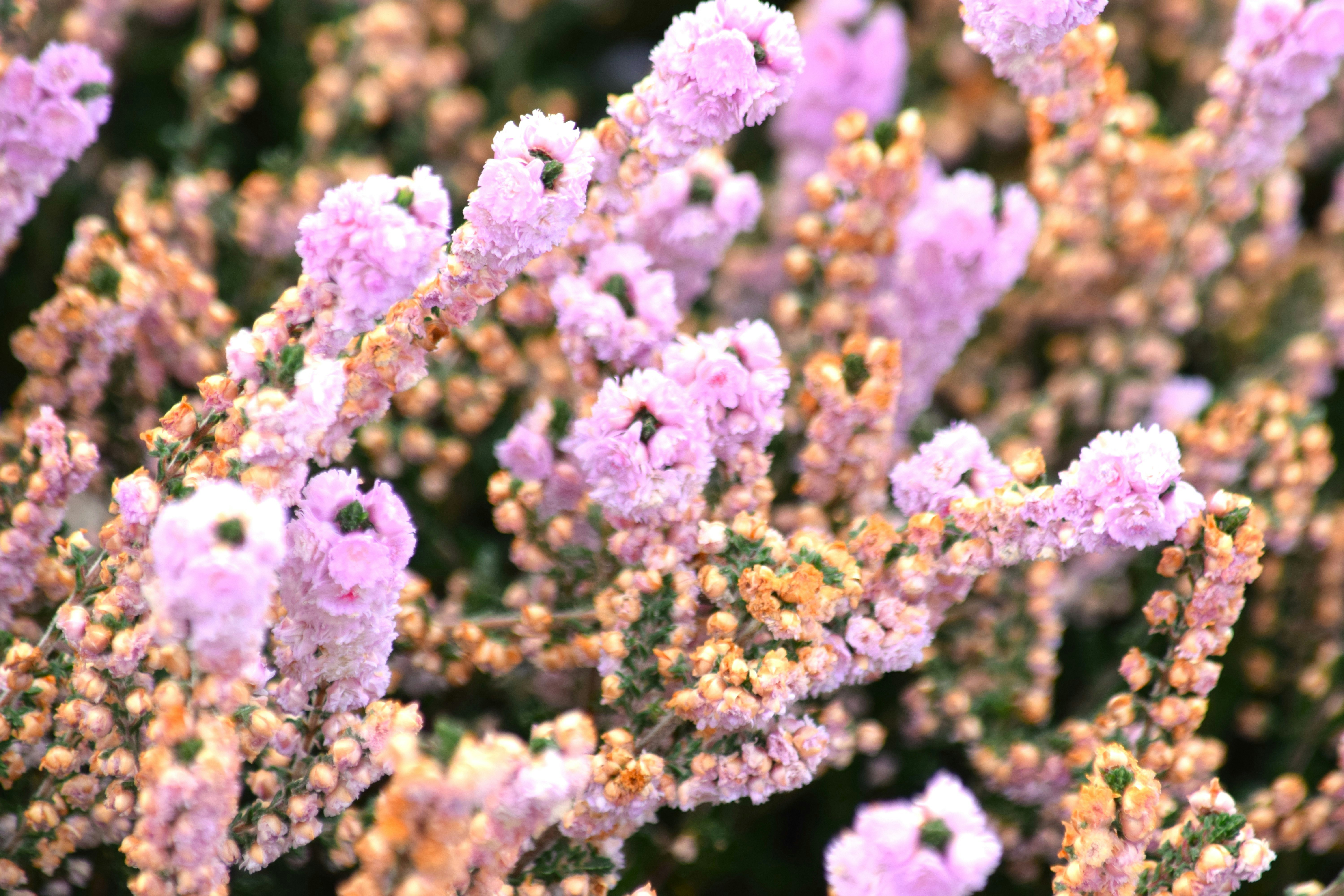 A close up of a bunch of purple flowers
