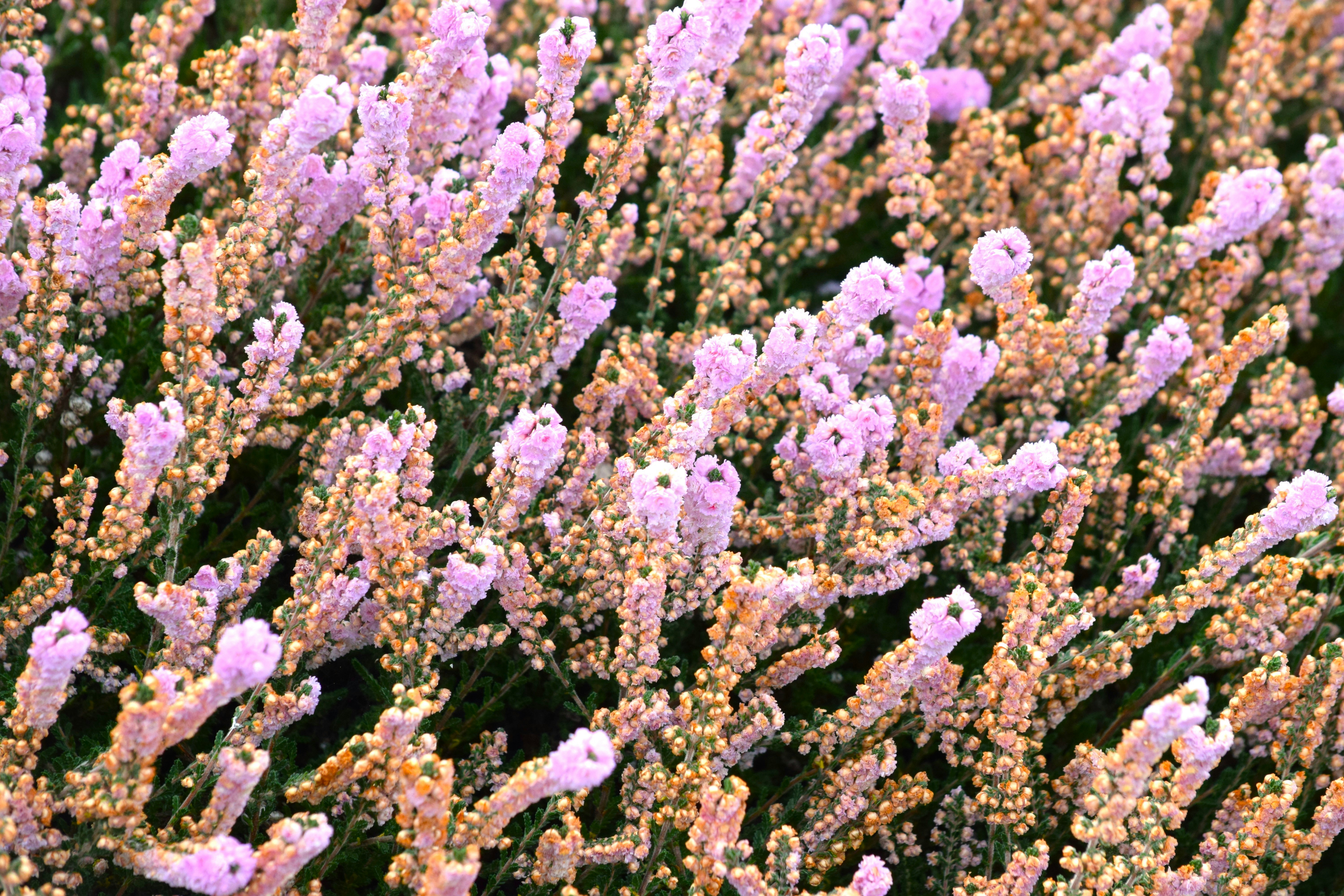 A close up of a bunch of purple flowers