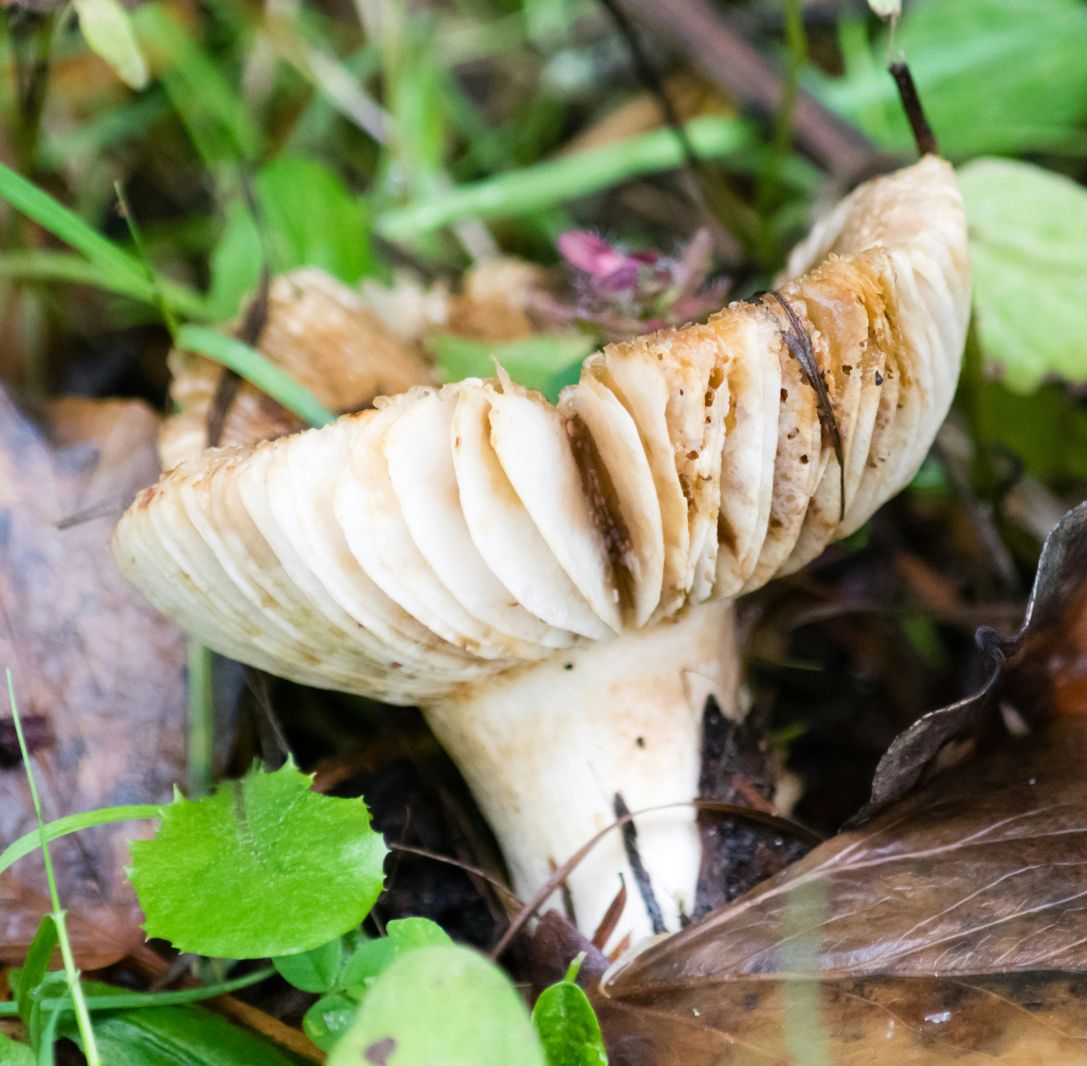 A close up of a mushroom on the ground