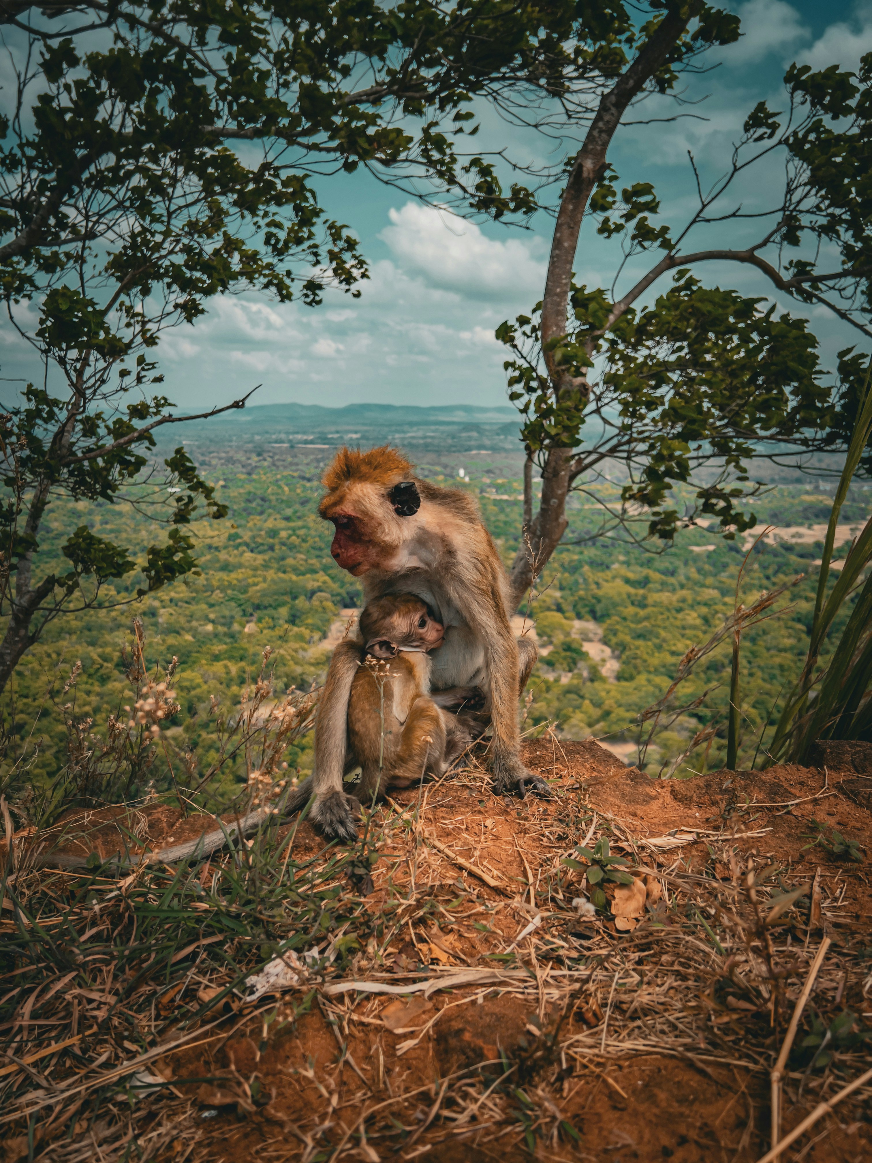 A monkey sitting on top of a hill next to a tree