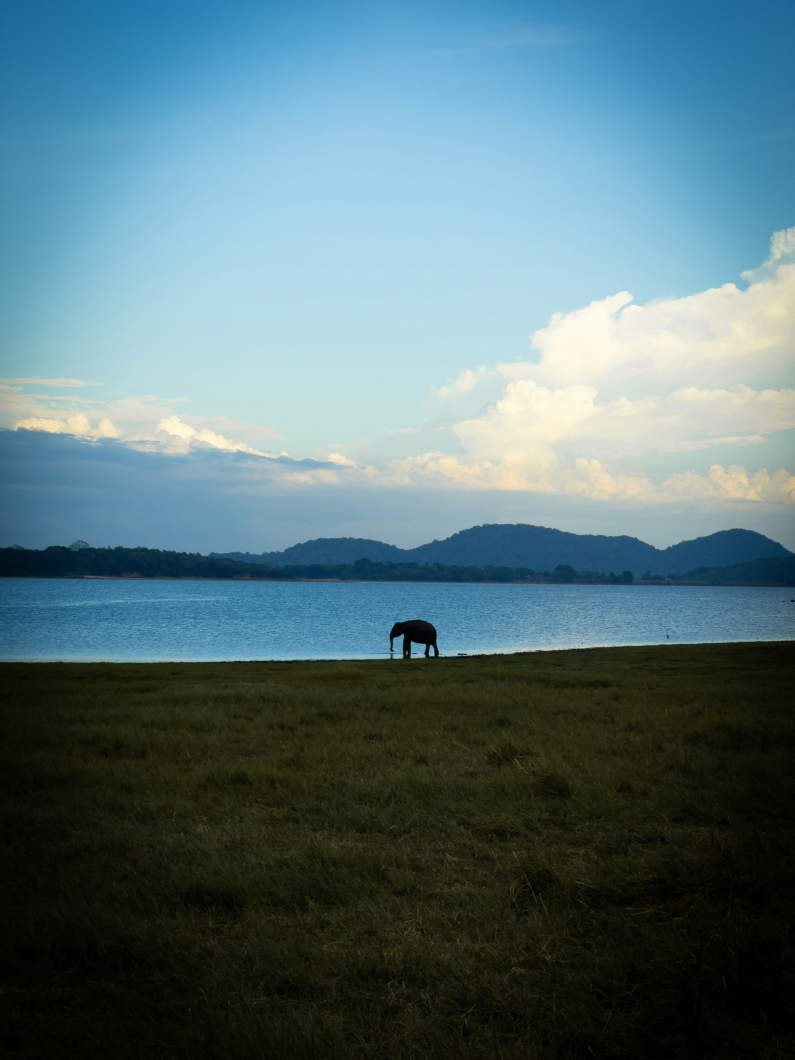 A horse grazing in a field next to a body of water