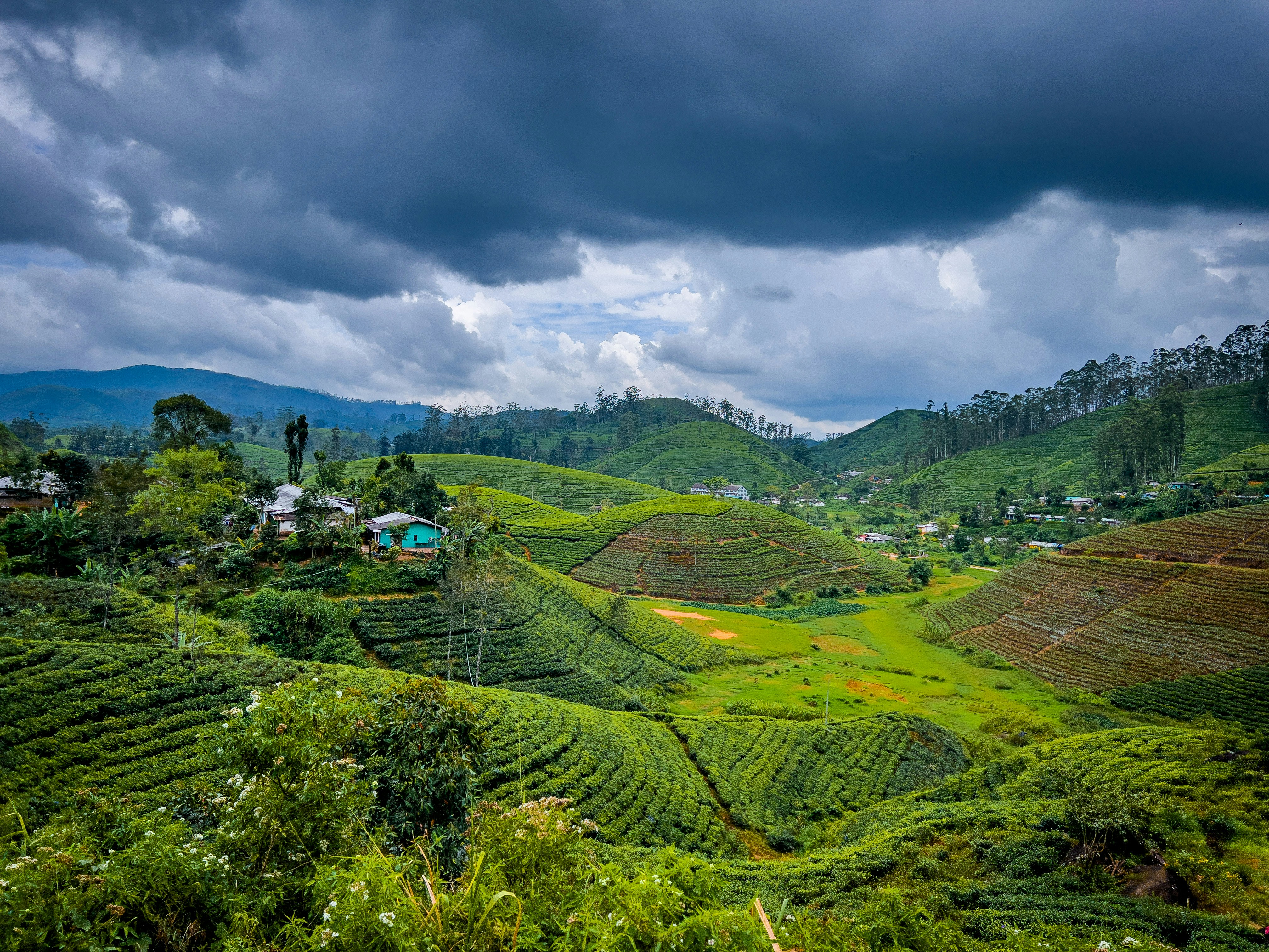A scenic view of a tea estate in the hills