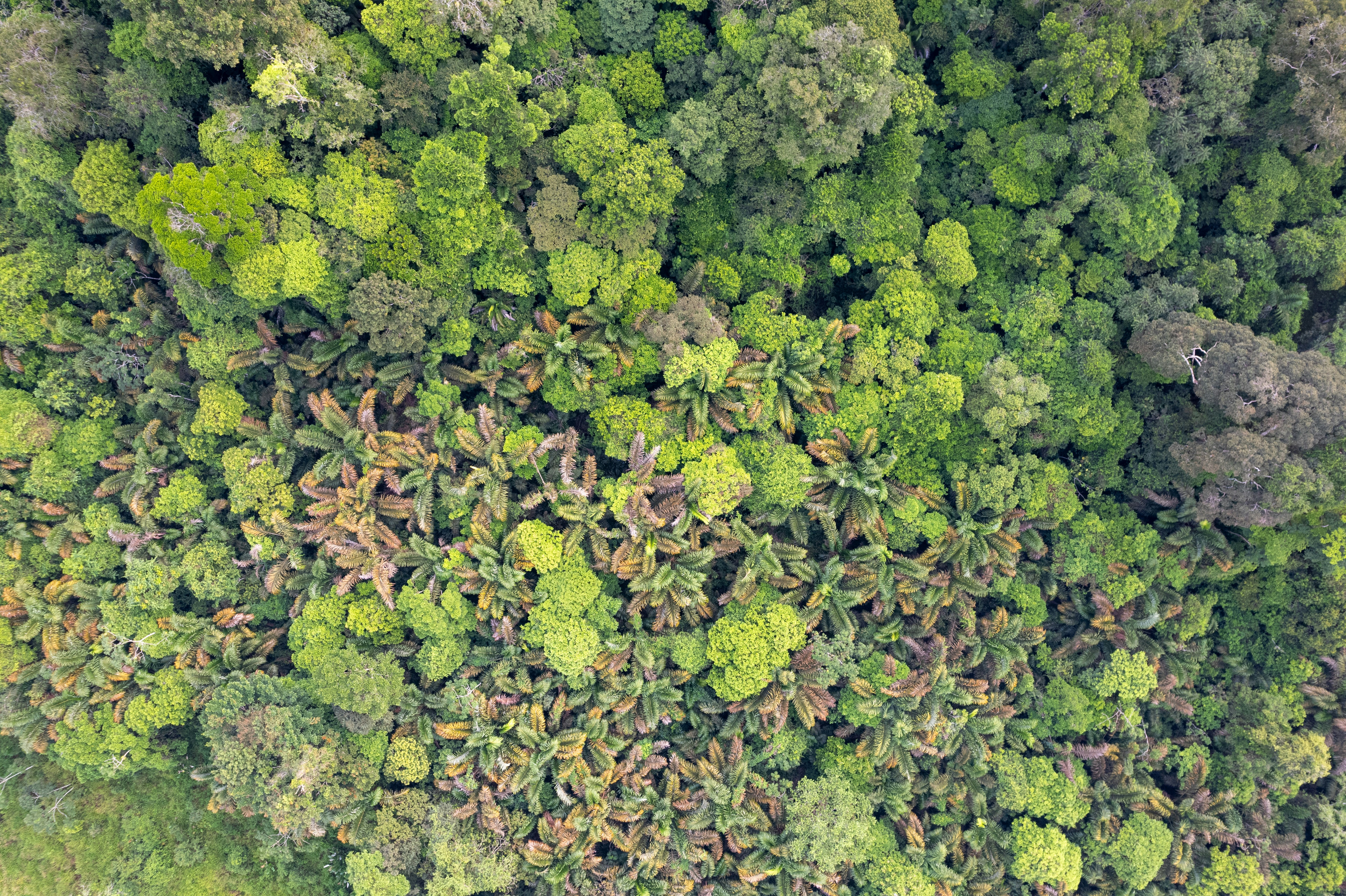 Carbon Cycle Custodians (image credits: unsplash)