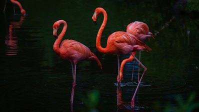 A group of flamingos standing in the water