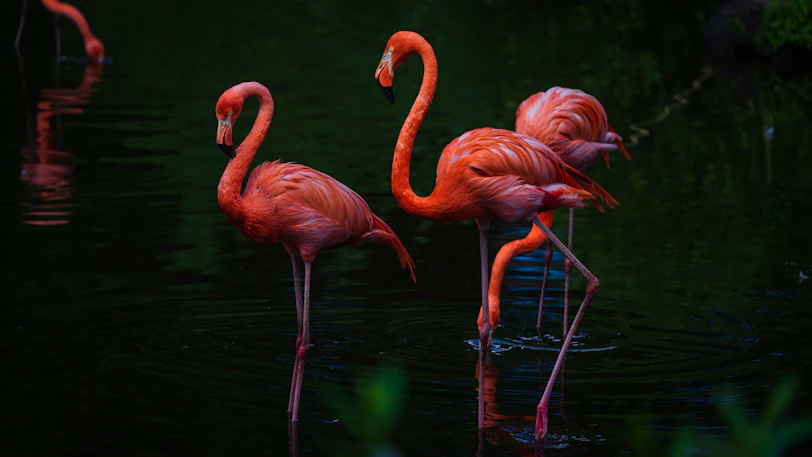 A group of flamingos standing in the water
