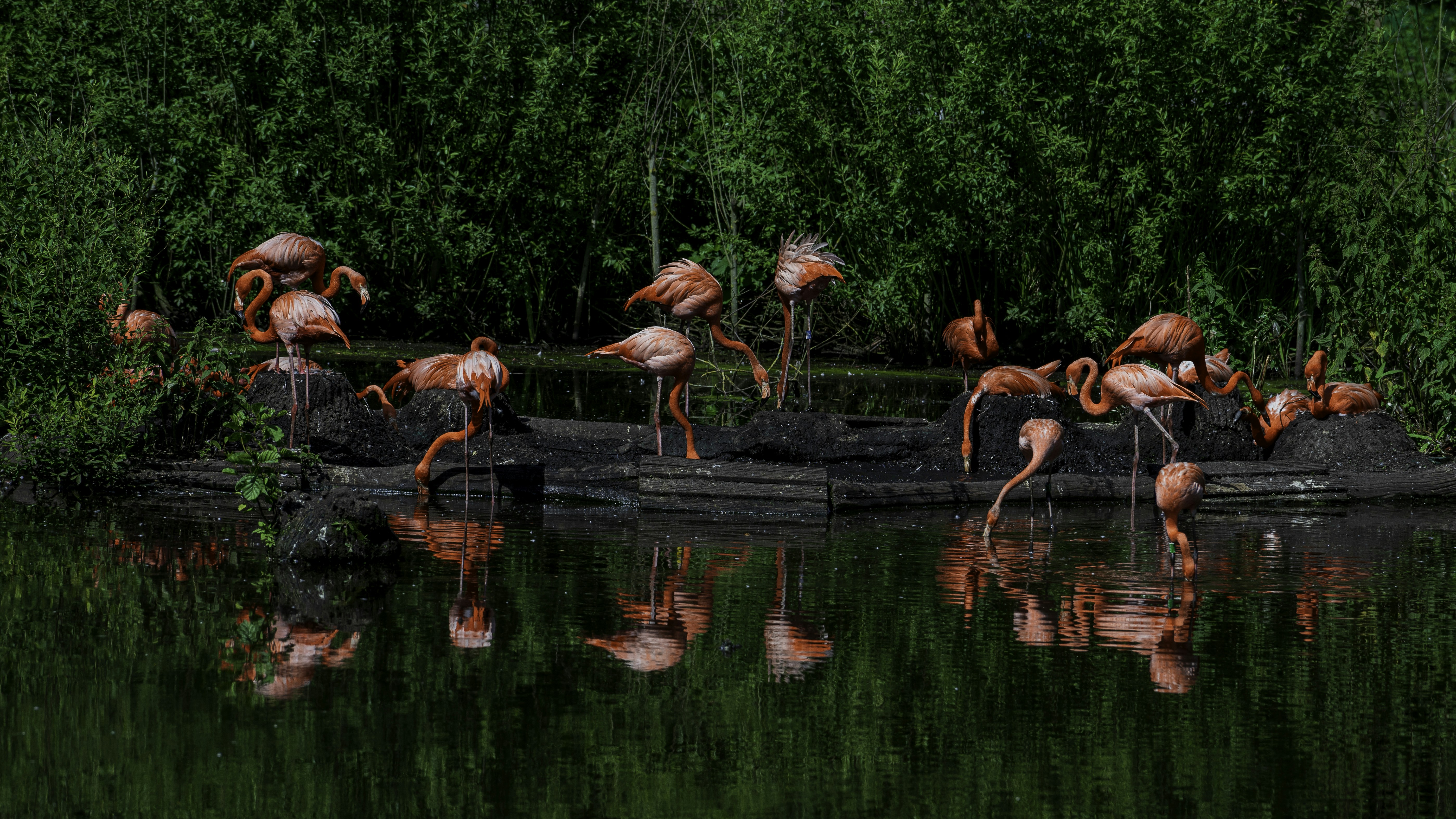 Birding Kenya Safaris