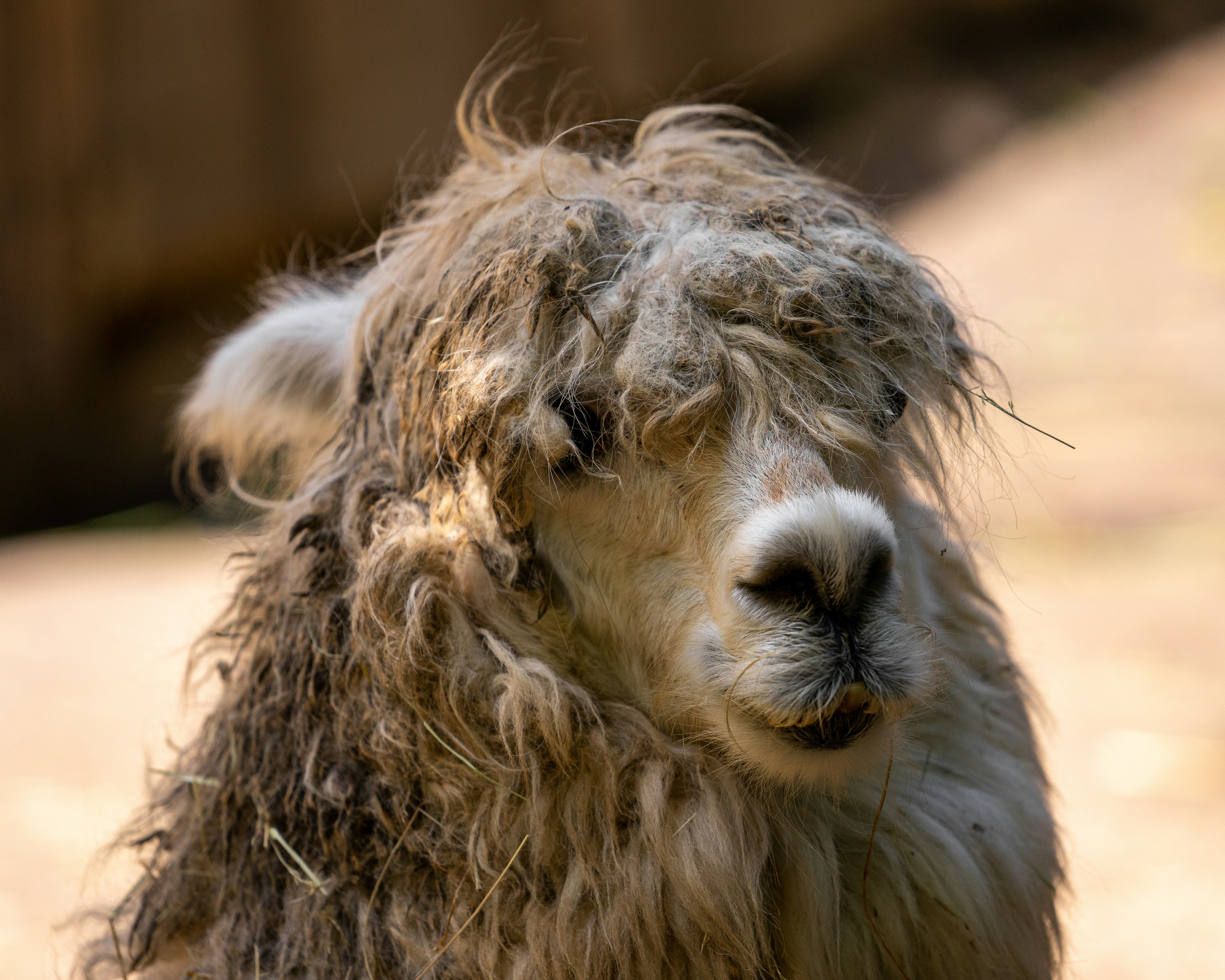 A close up of a llama looking at the camera