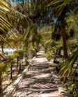 A path lined with palm trees on a beach