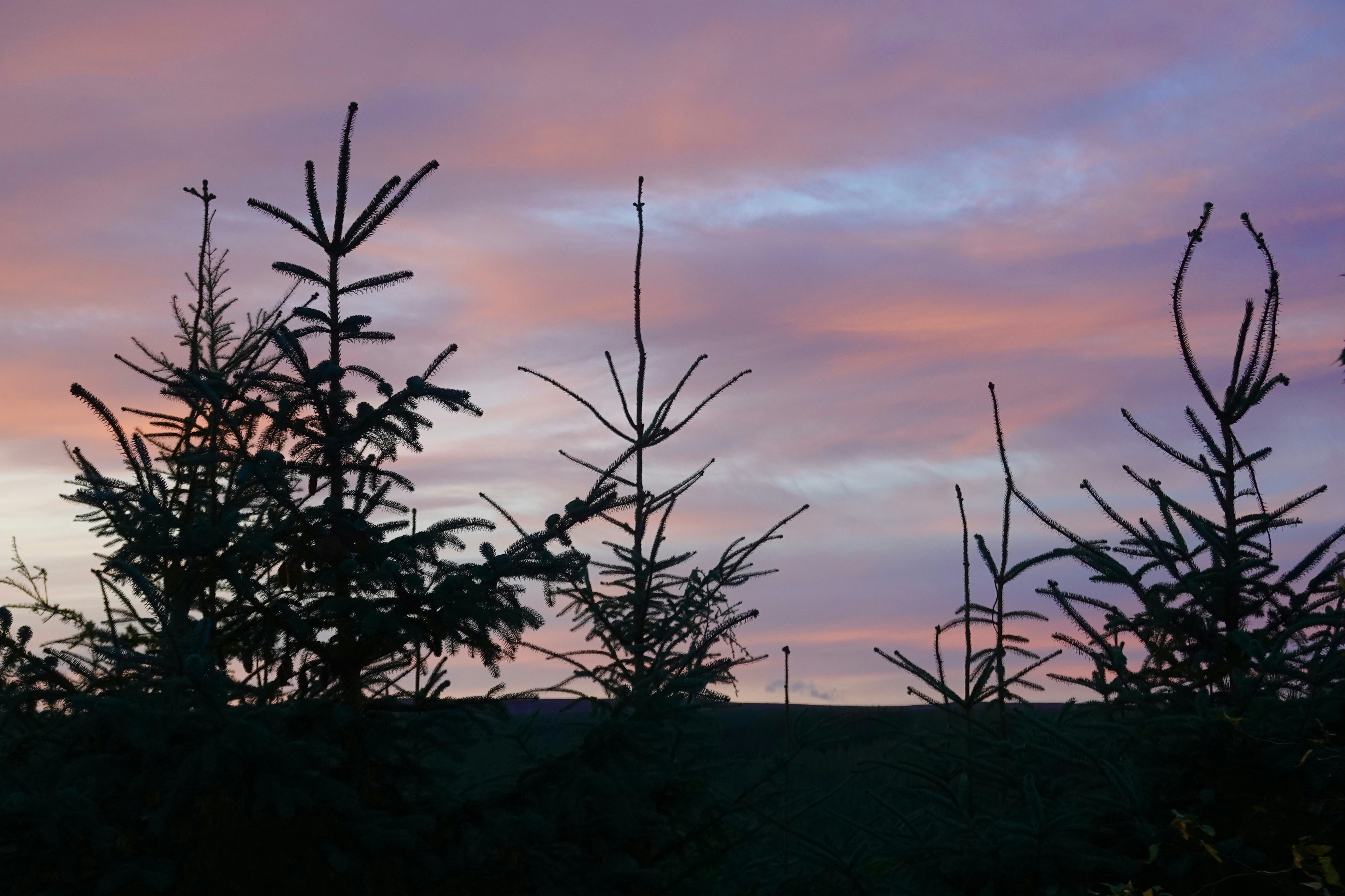 Sunrise over pine trees near the bed and breakfast