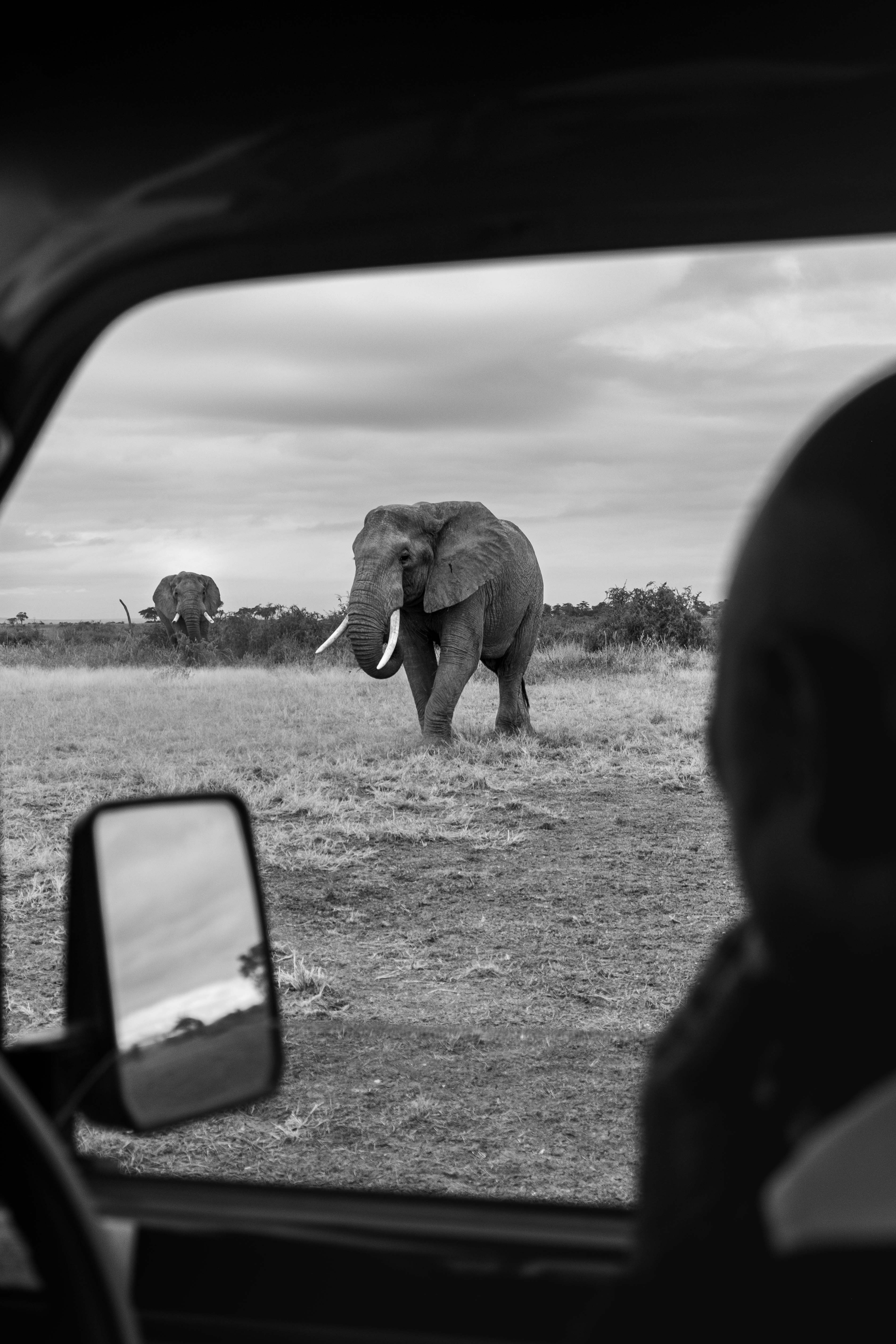 Un elefante caminando por un campo cubierto de hierba
