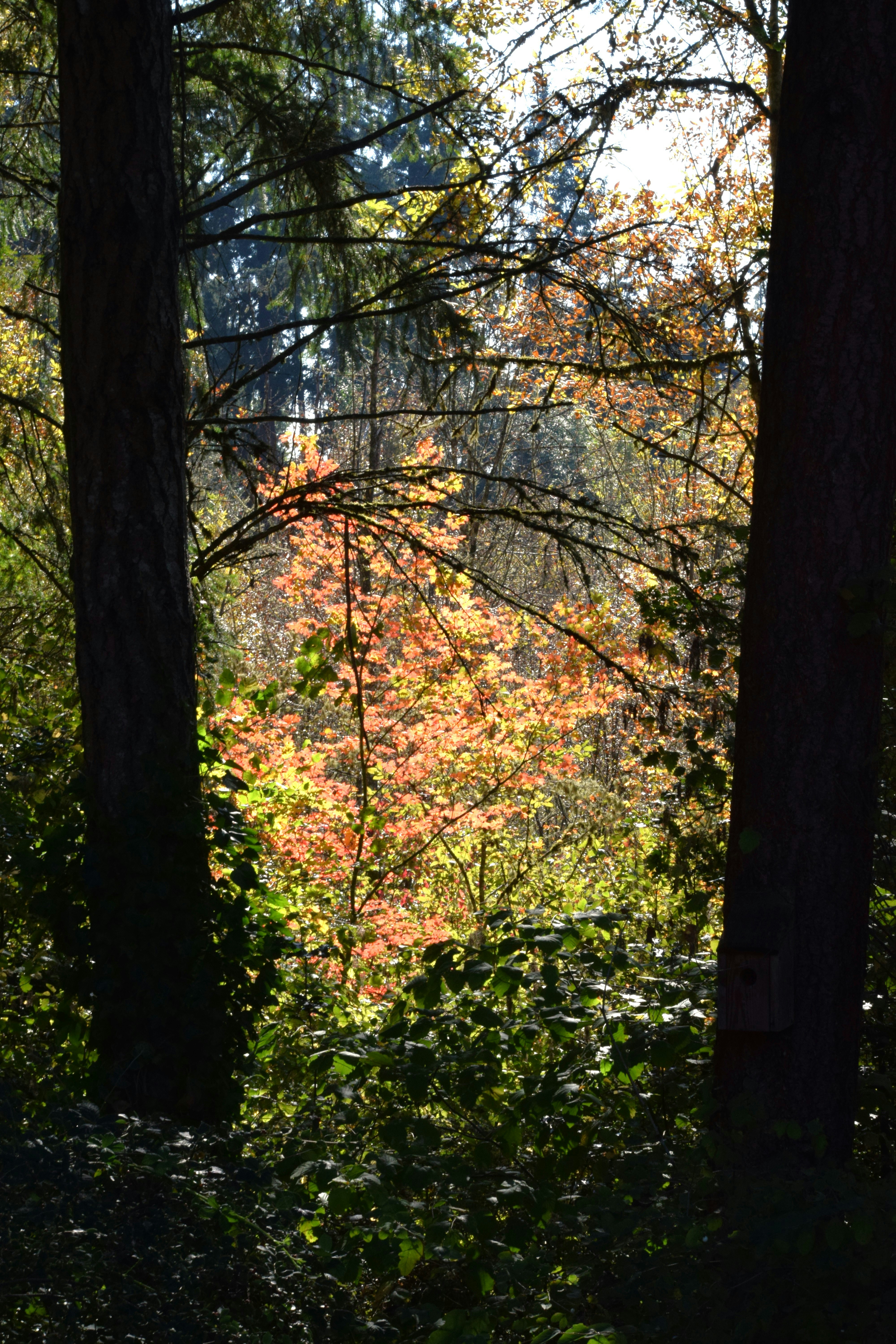 A forest filled with lots of tall trees