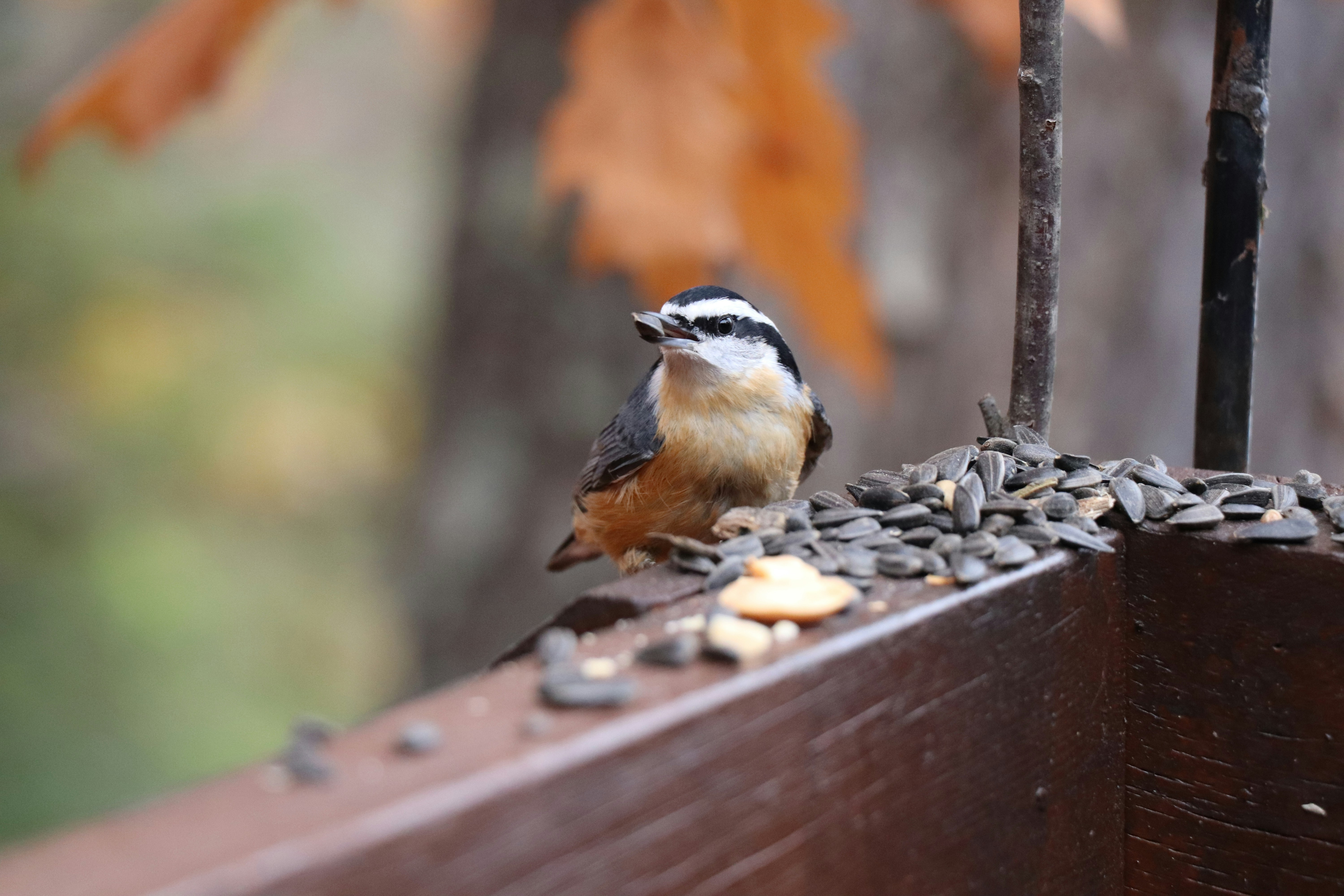 Photo by sandimagerart