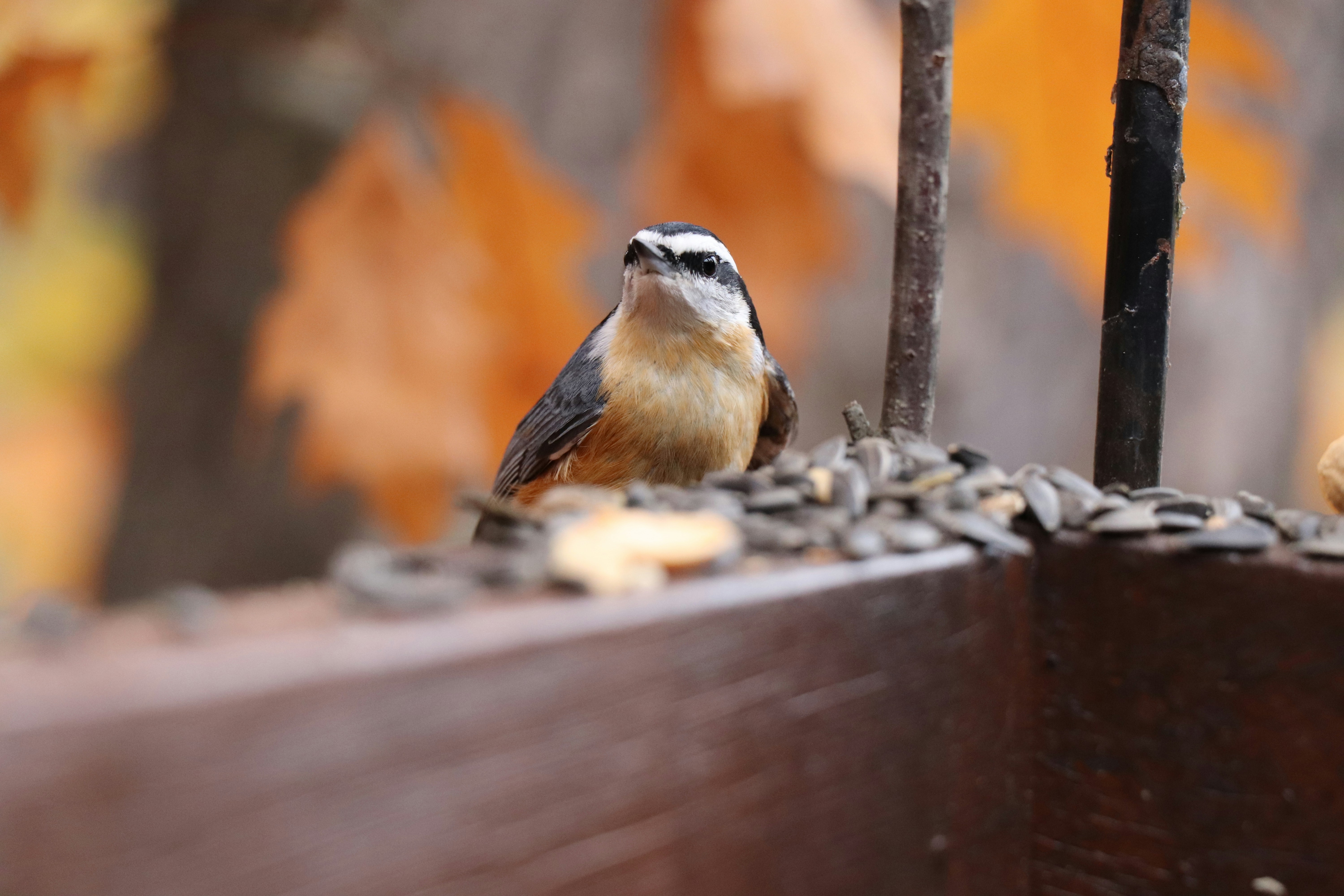 Photo by sandimagerart