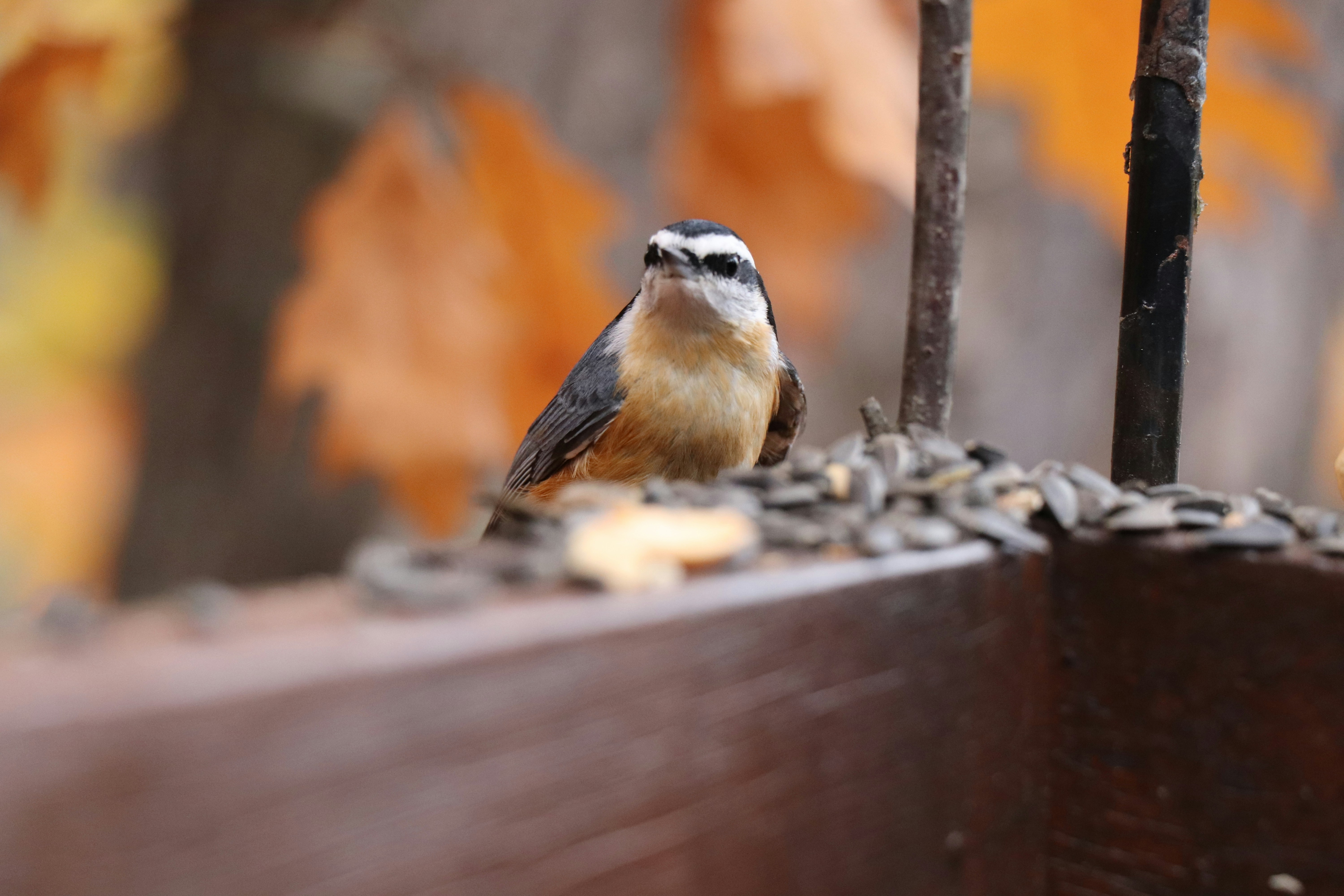 A small bird is perched on a ledge