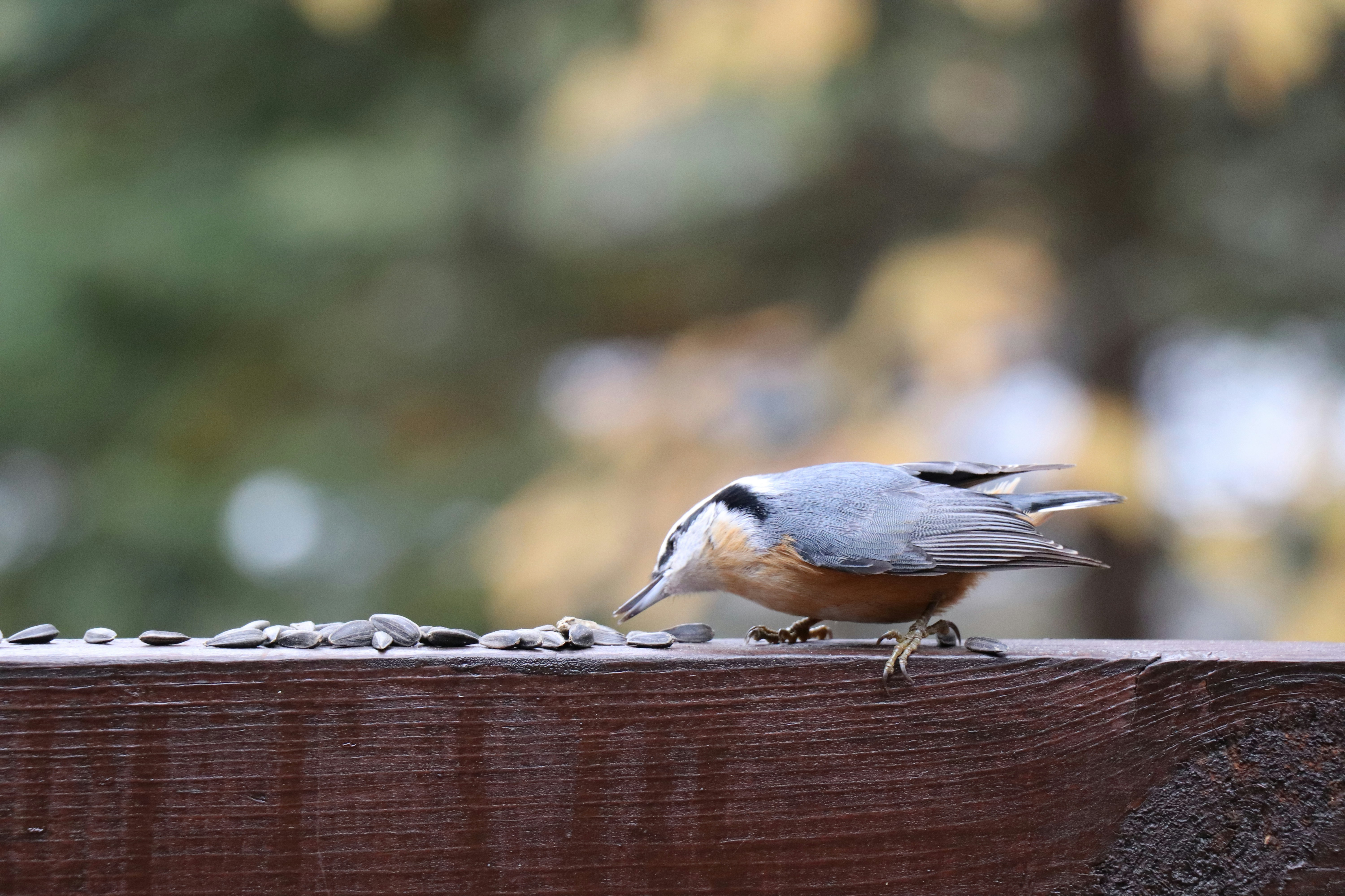 Ein kleiner Vogel, der auf einem Holzvorsprung steht