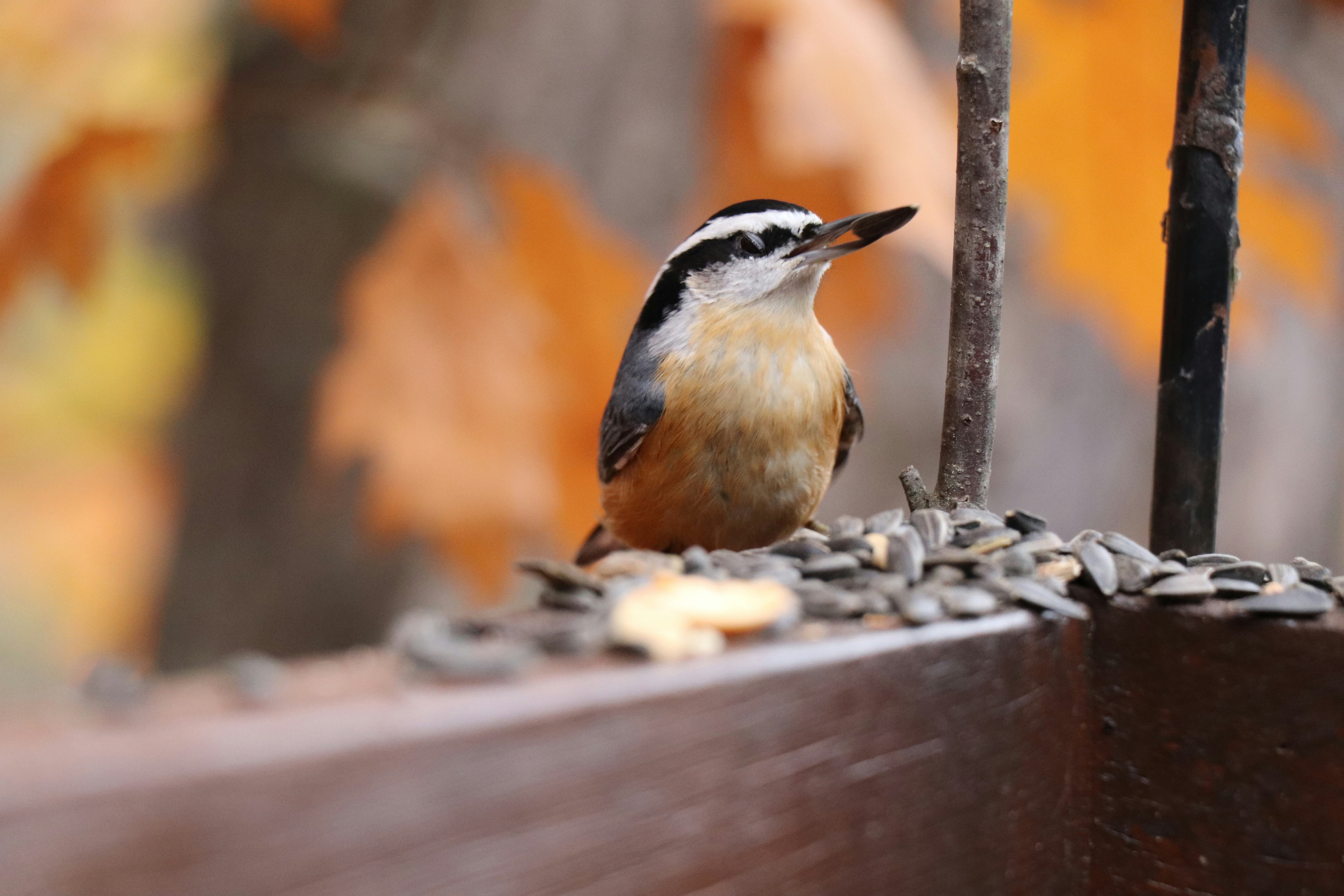 Photo by sandimagerart