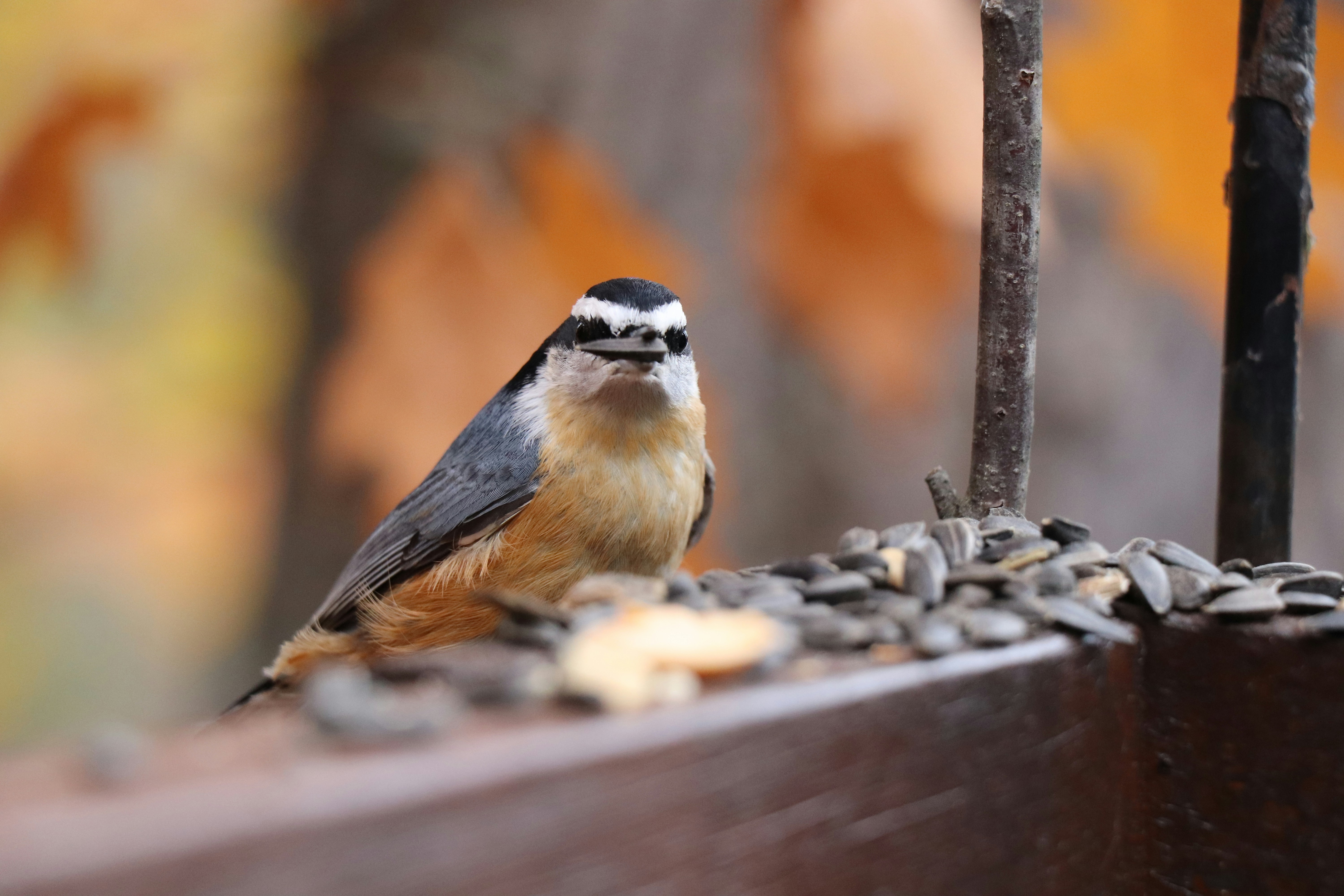 Photo by sandimagerart