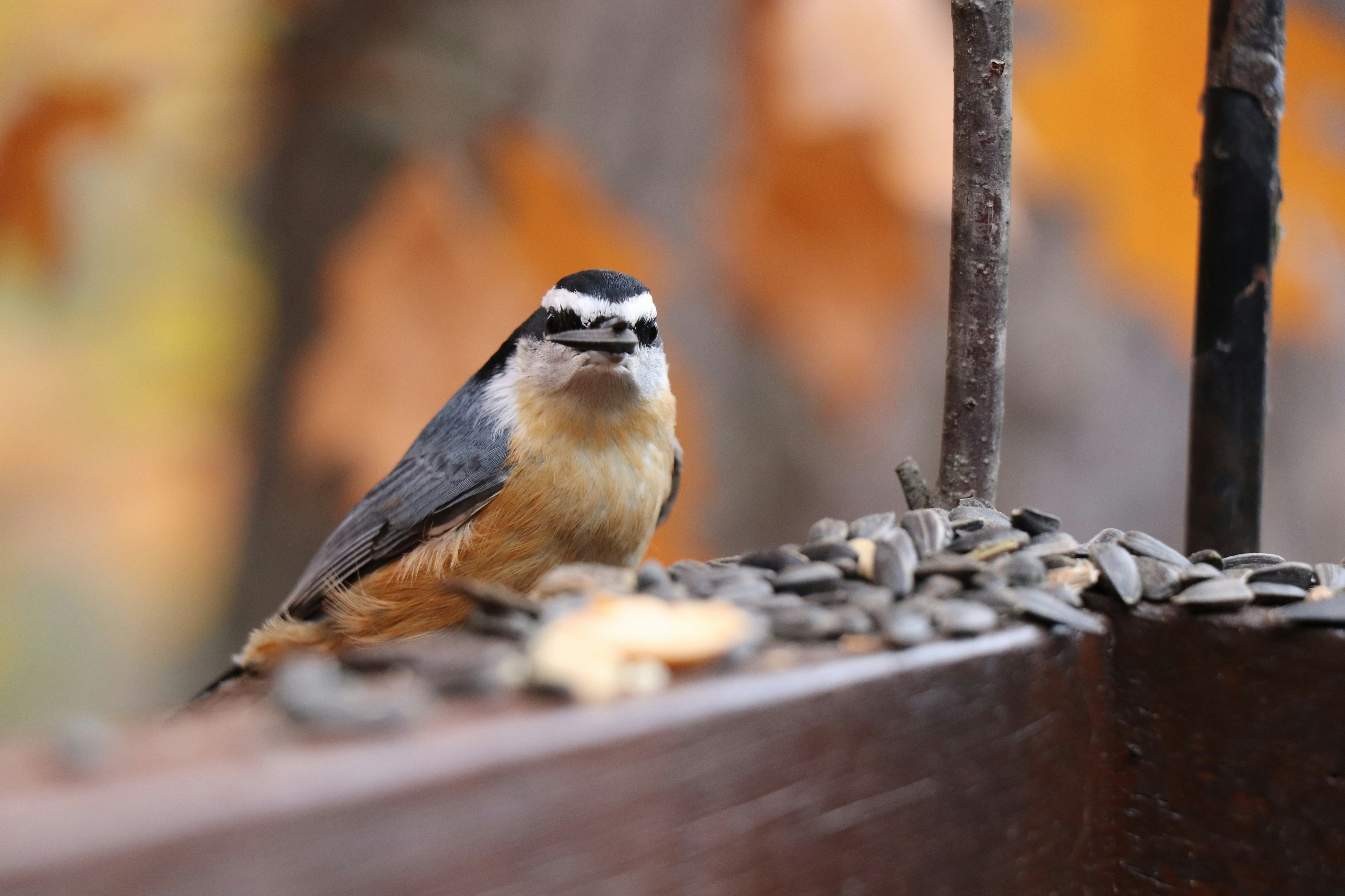 Photo by sandimagerart