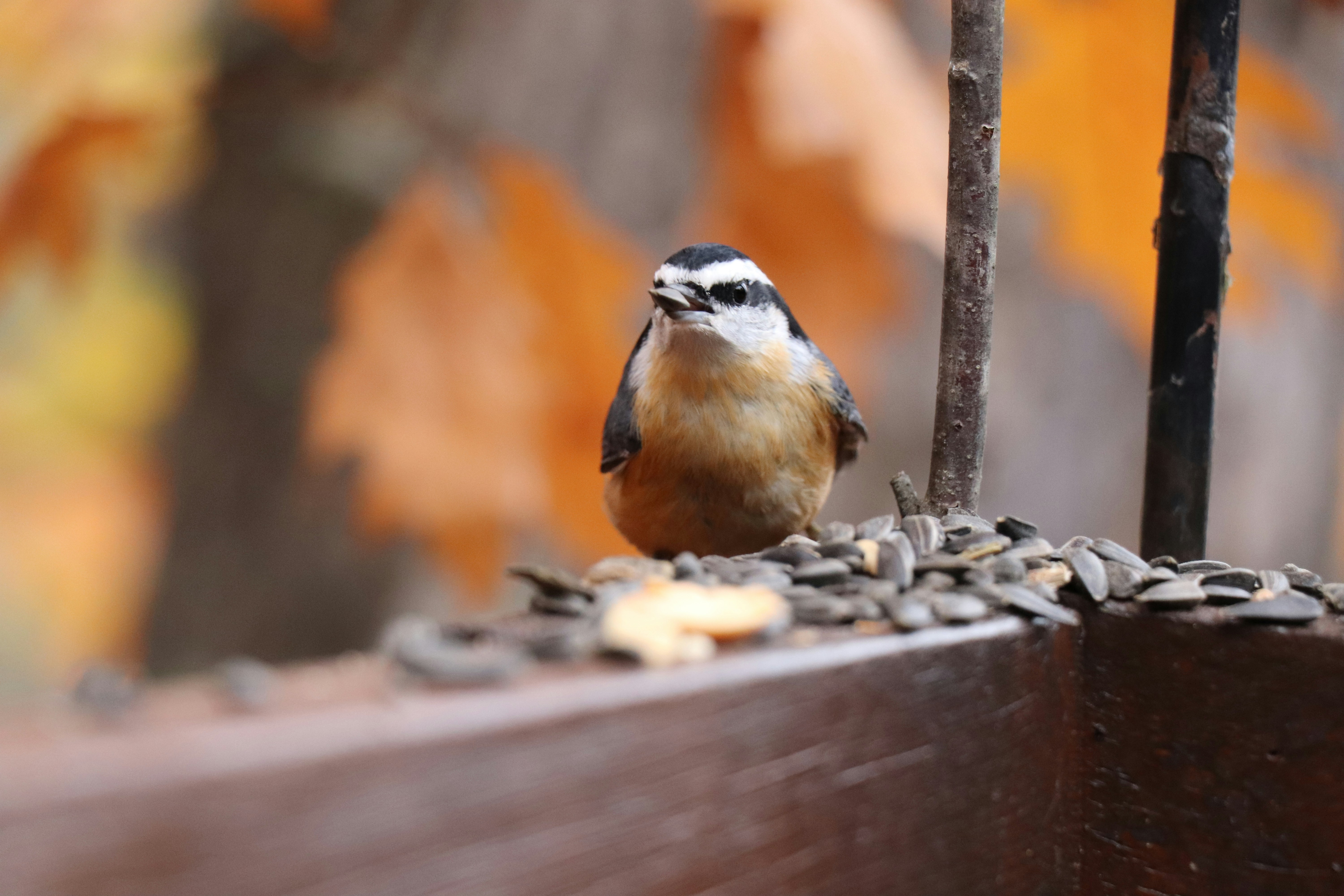 Photo by sandimagerart