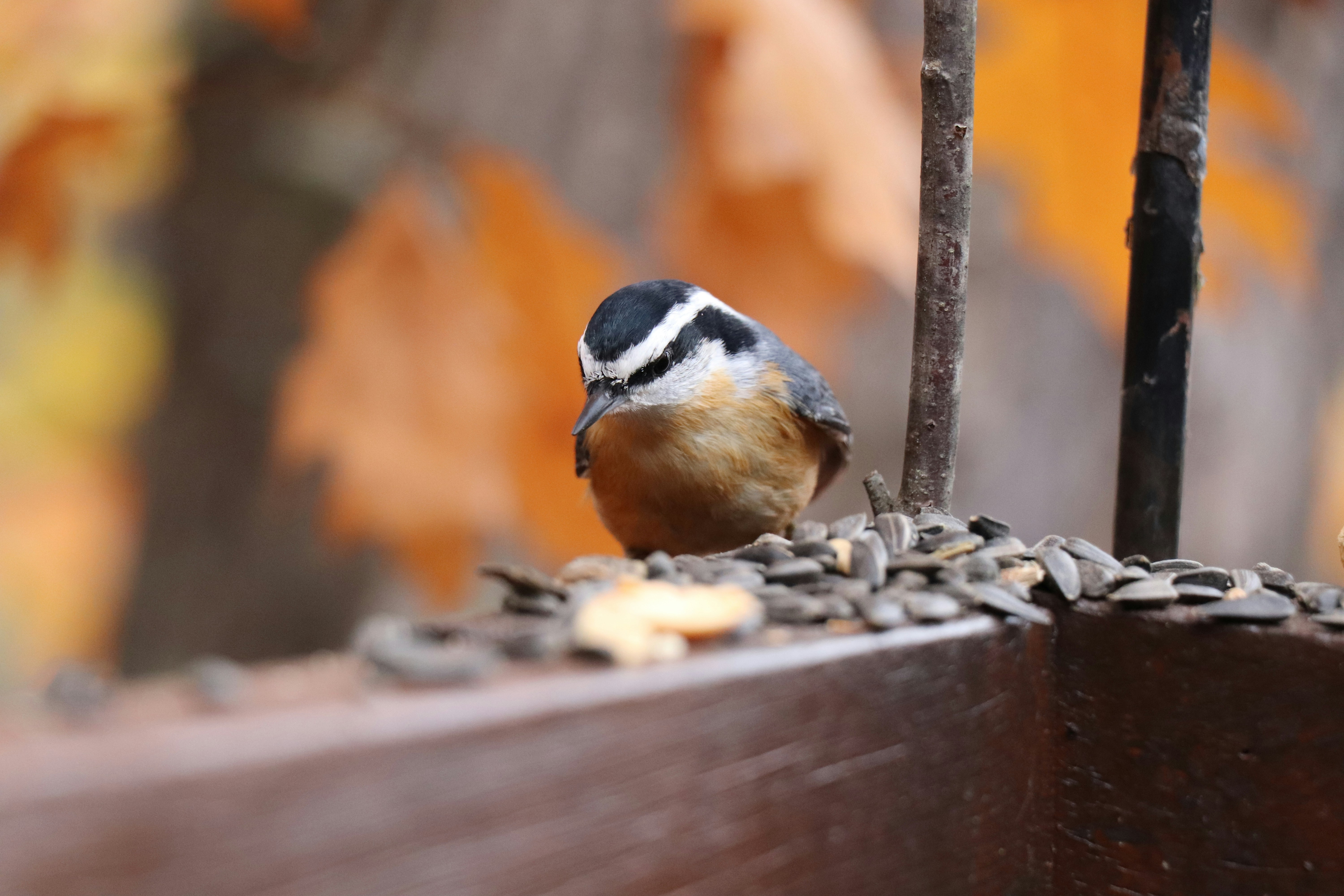 Photo by sandimagerart