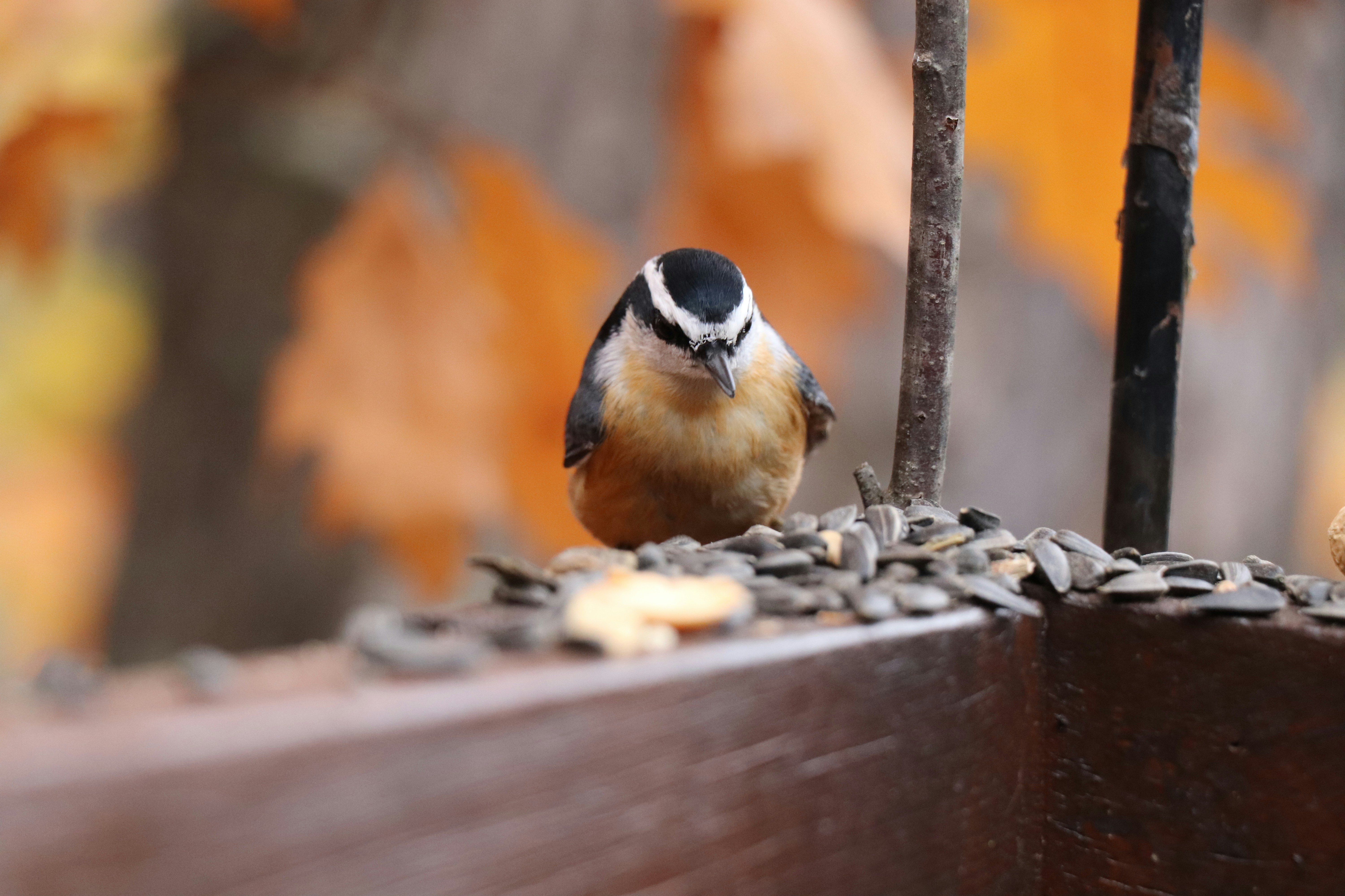 Photo by sandimagerart