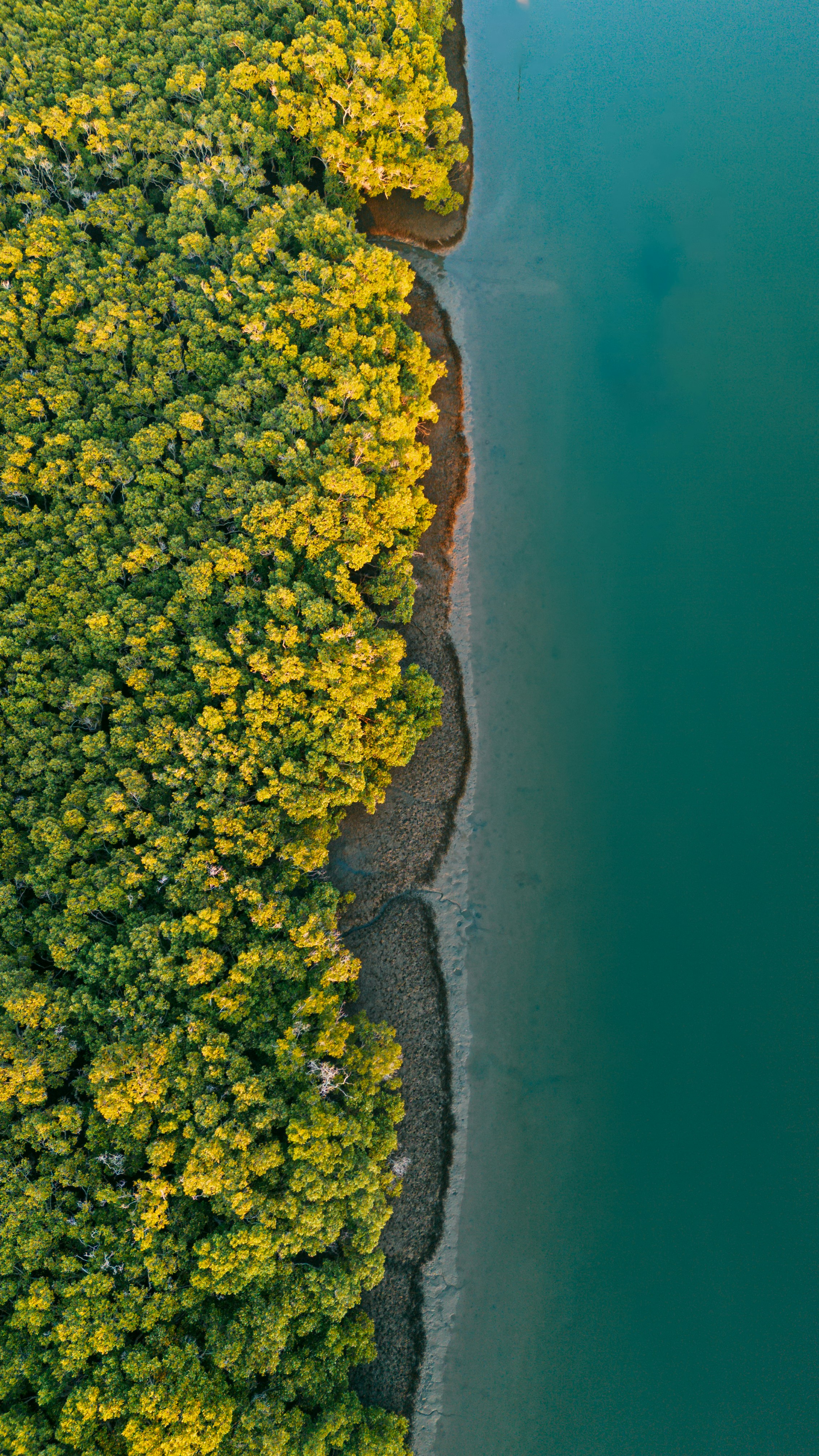 An aerial view of a body of water surrounded by trees