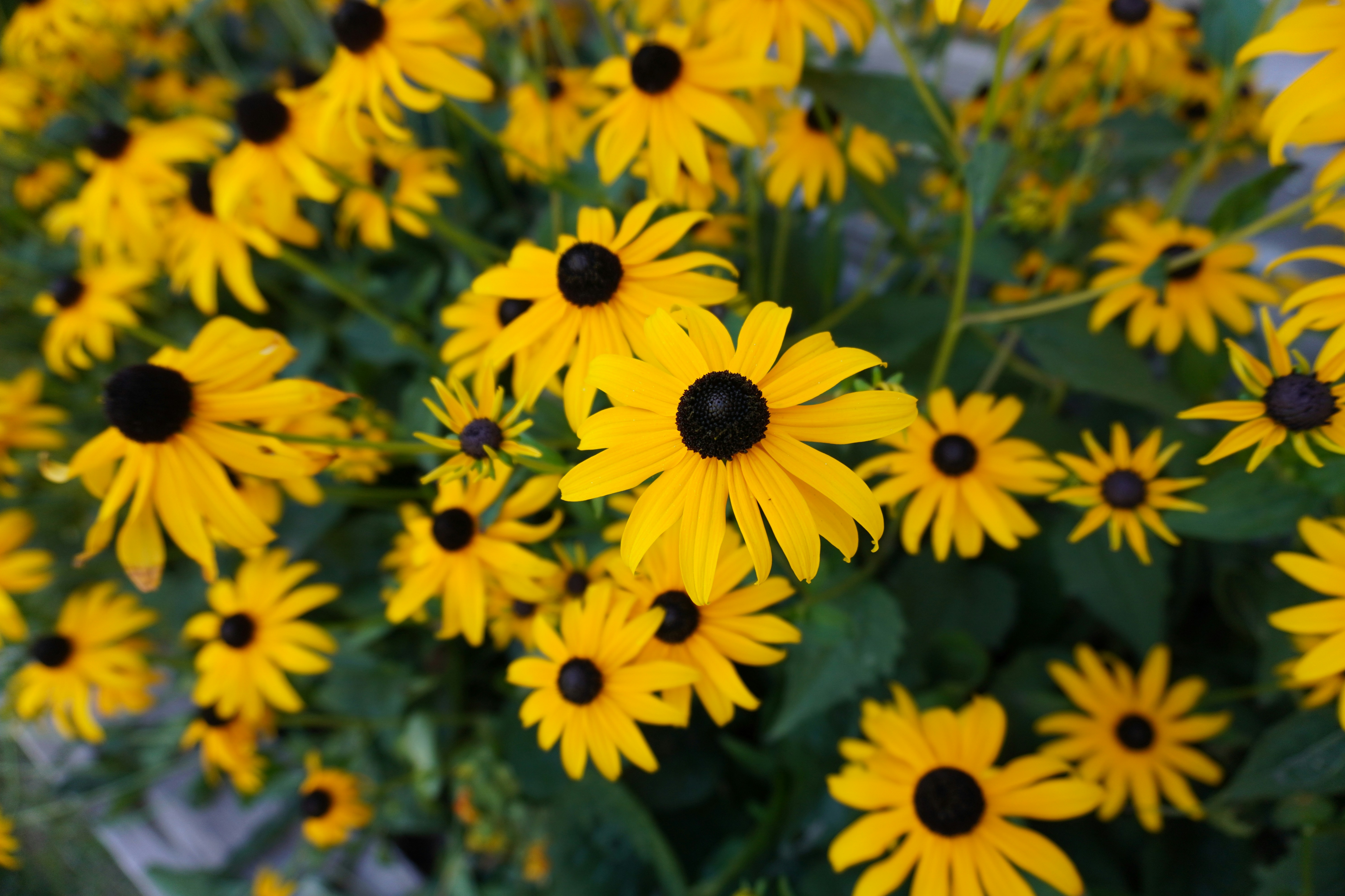 Photo by ericaalfarodesigns