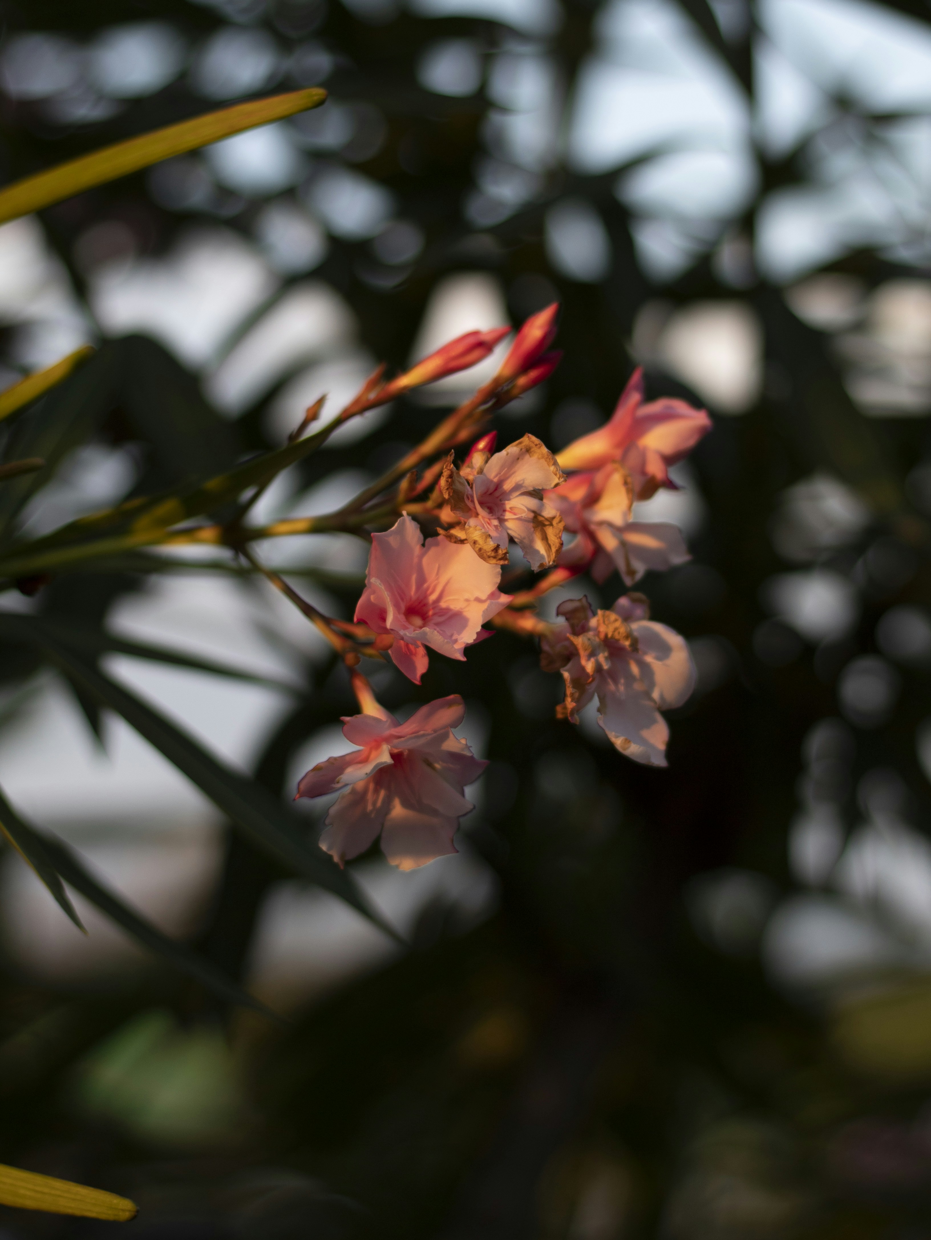 Photo by lfer99