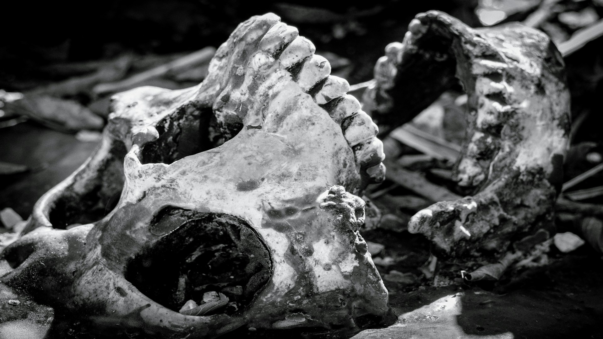 A black and white photo of an animal skull