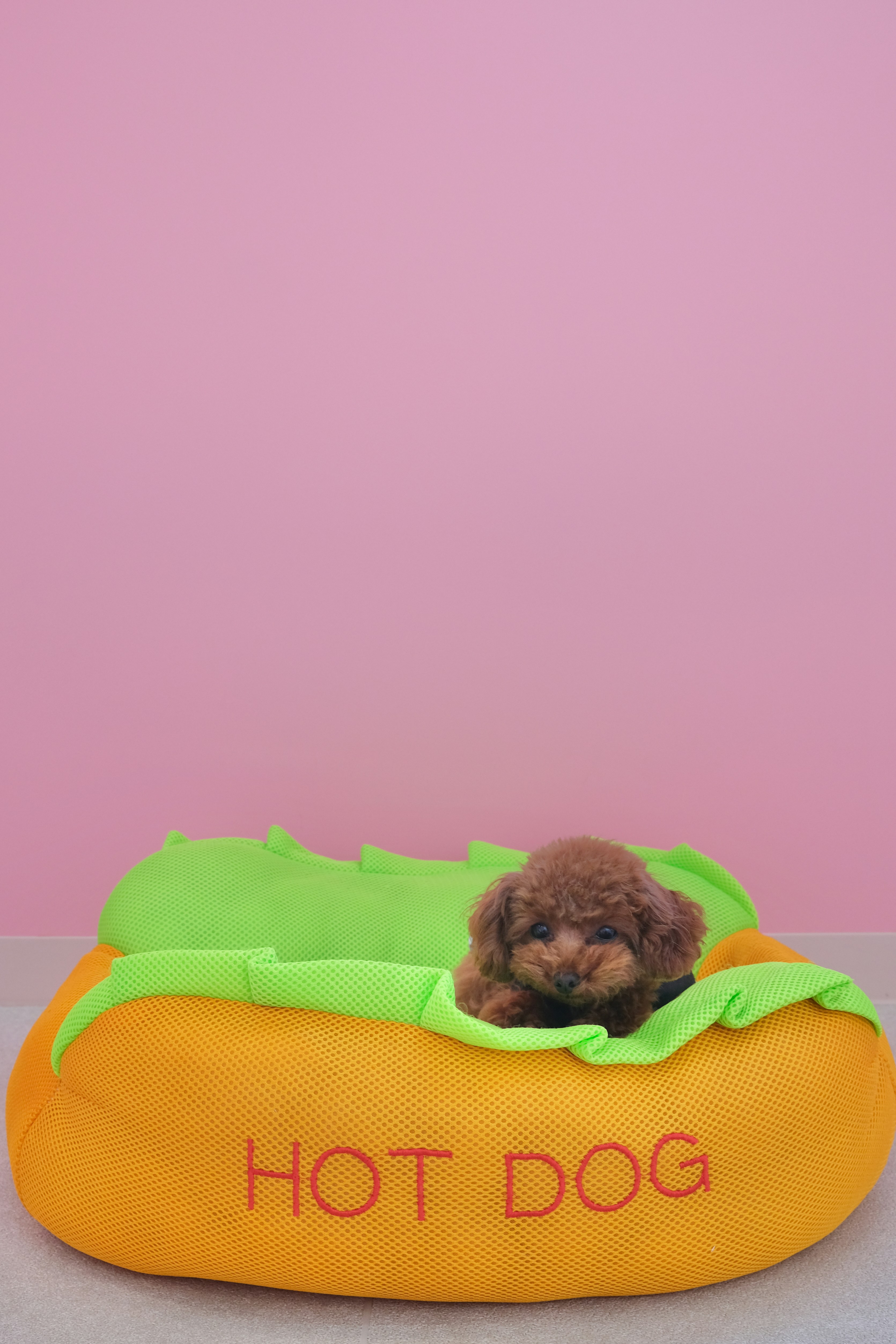 A small dog sitting in a hot dog bed