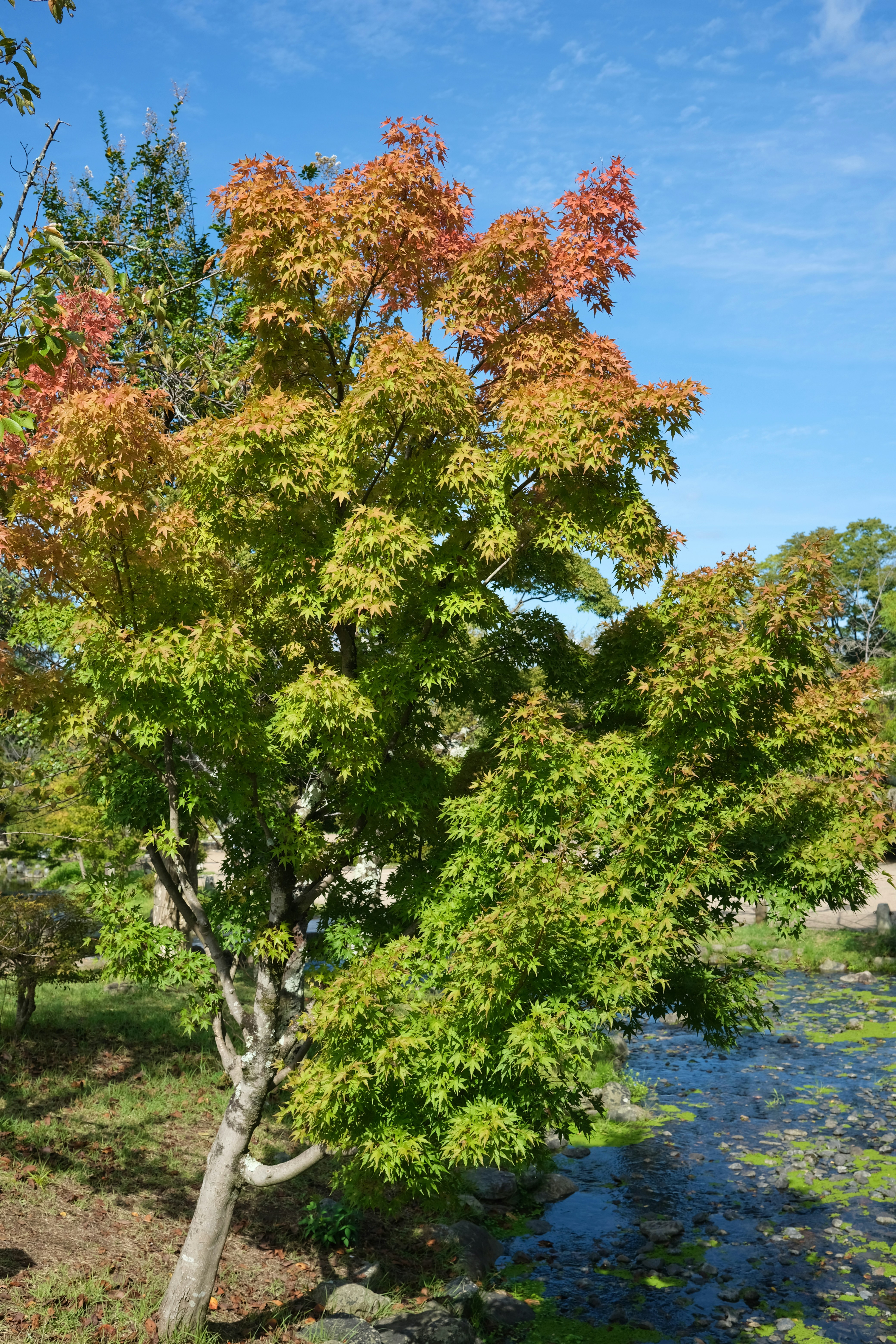 A tree that is next to a river