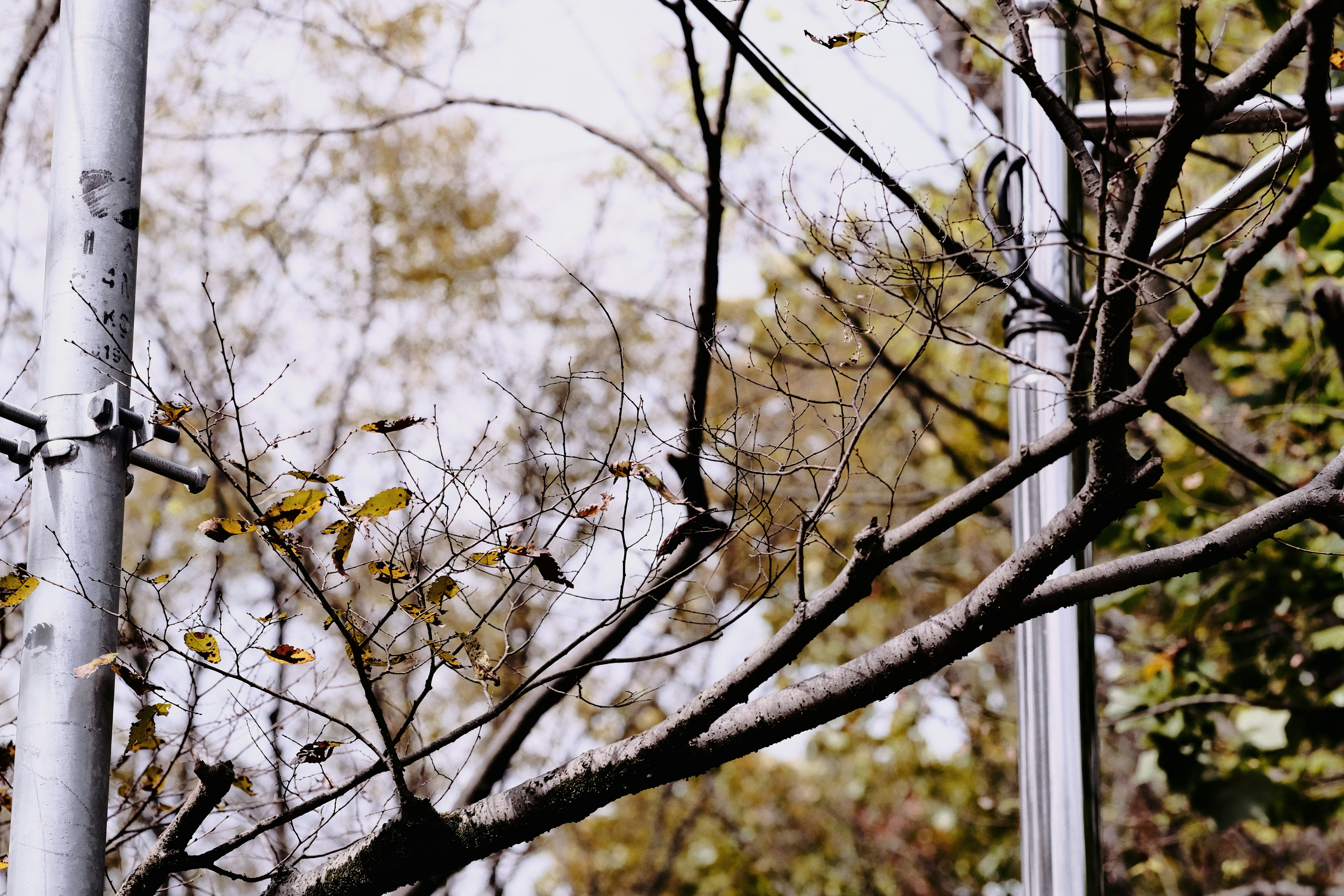 Photo by amihailoven