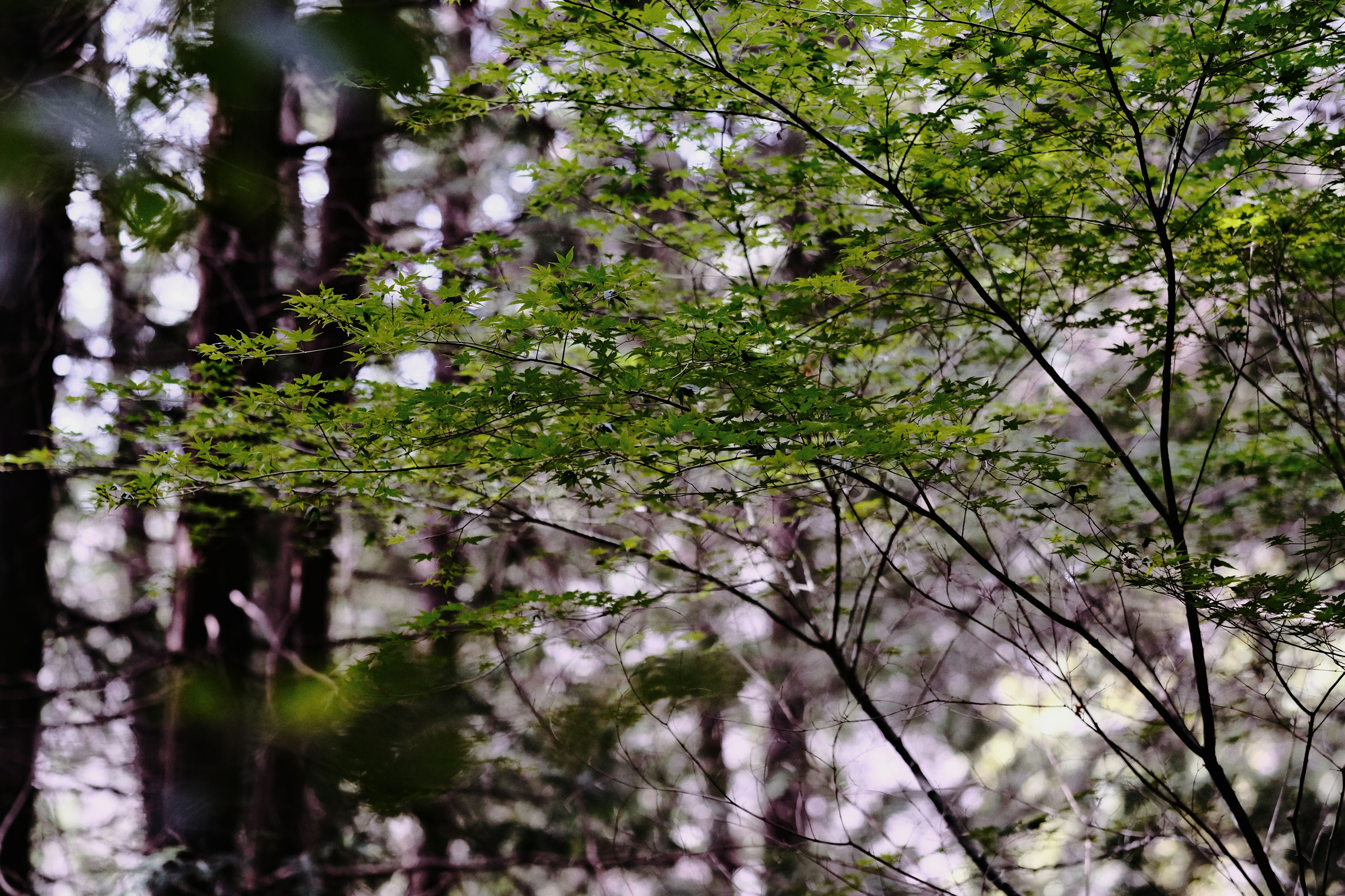 Photo by amihailoven