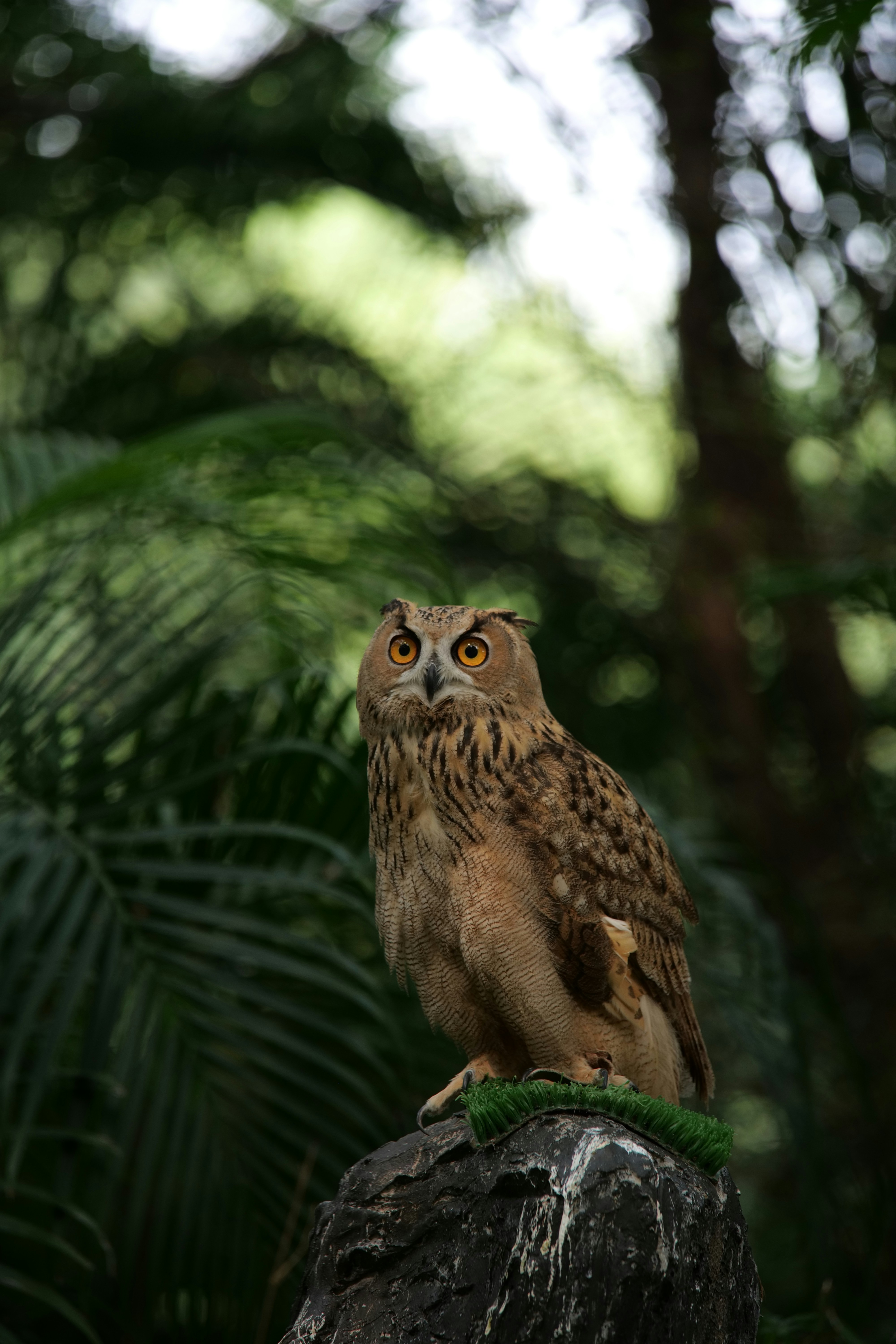 Wildlife Rehabilitation and Release Programs (image credits: unsplash)