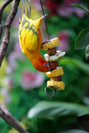 A bird eating corn on the cob hanging from a tree