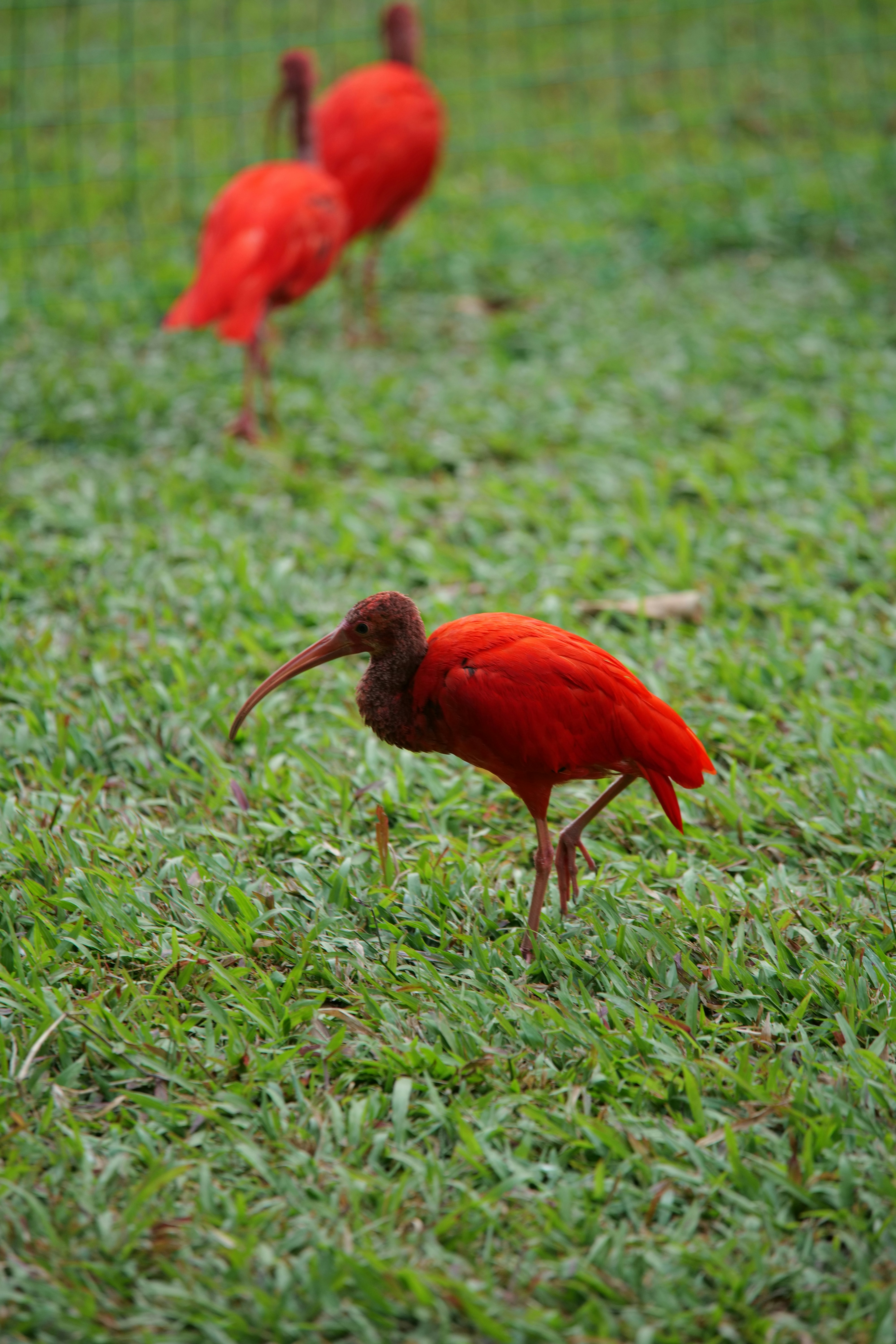 A couple of red birds standing on top of a lush green field