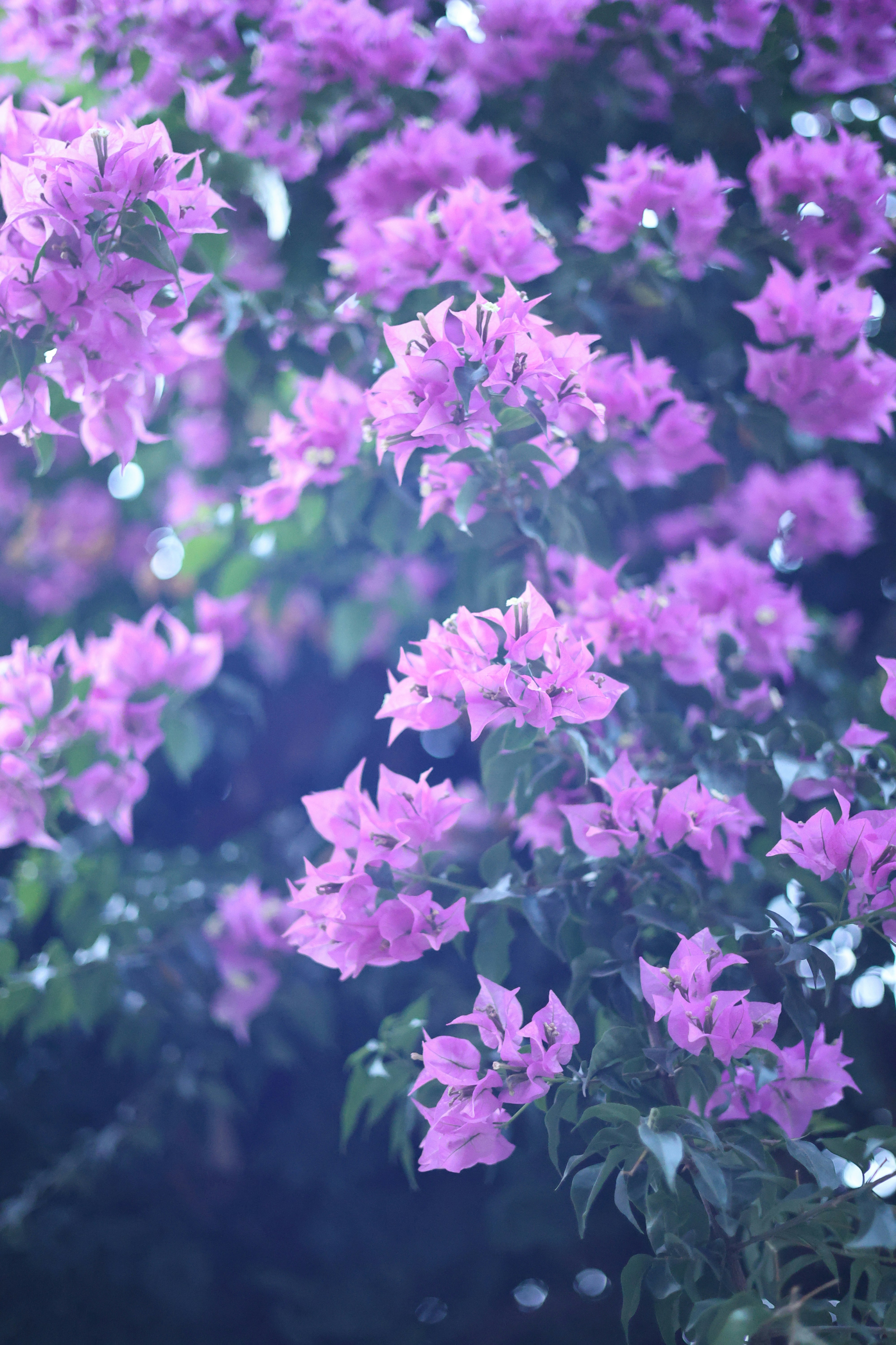 Photo by tonyzebastian