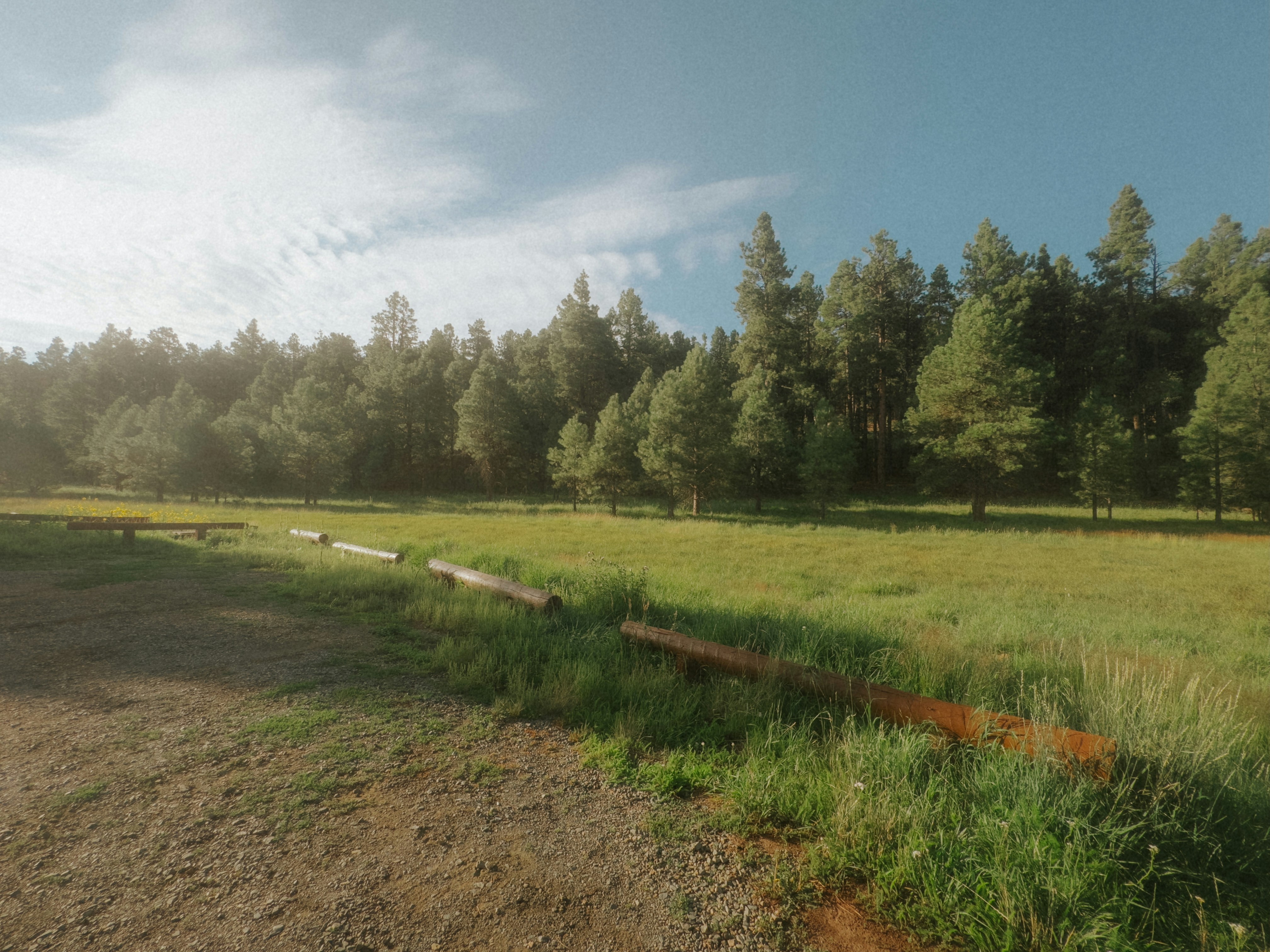 A picture of a grassy field with trees in the background
