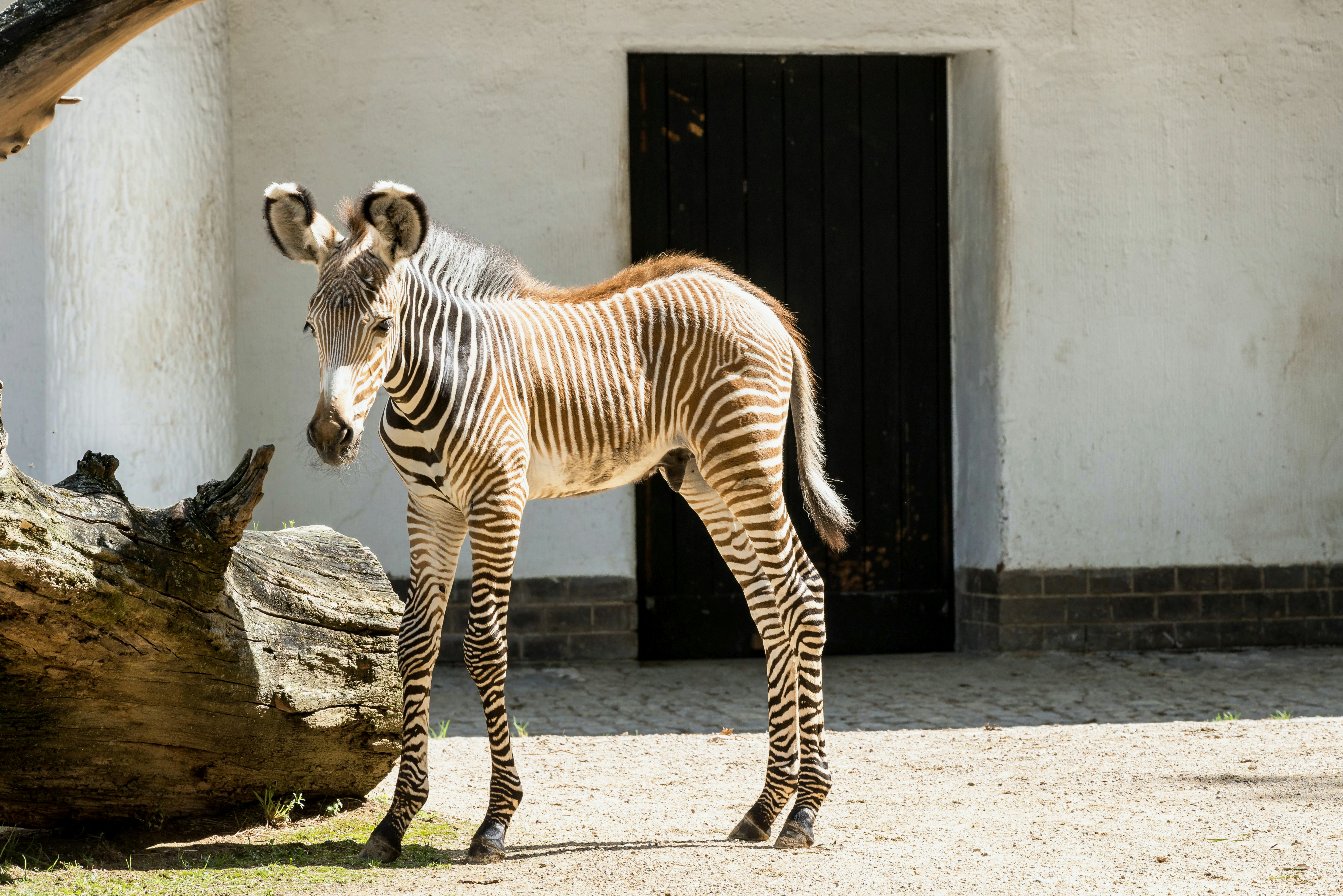 A zebra standing in front of a white building