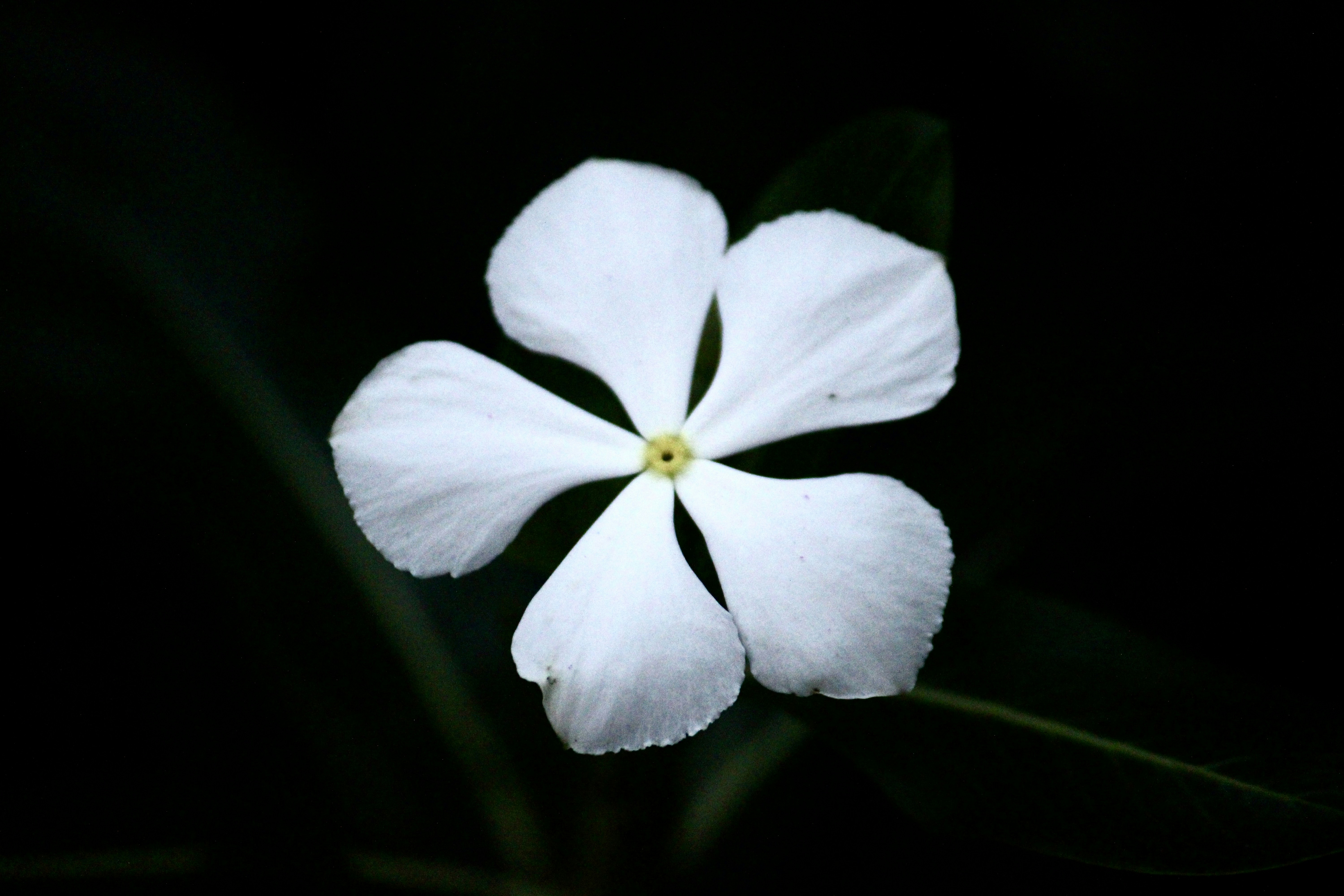 Photo by manoj_poosam