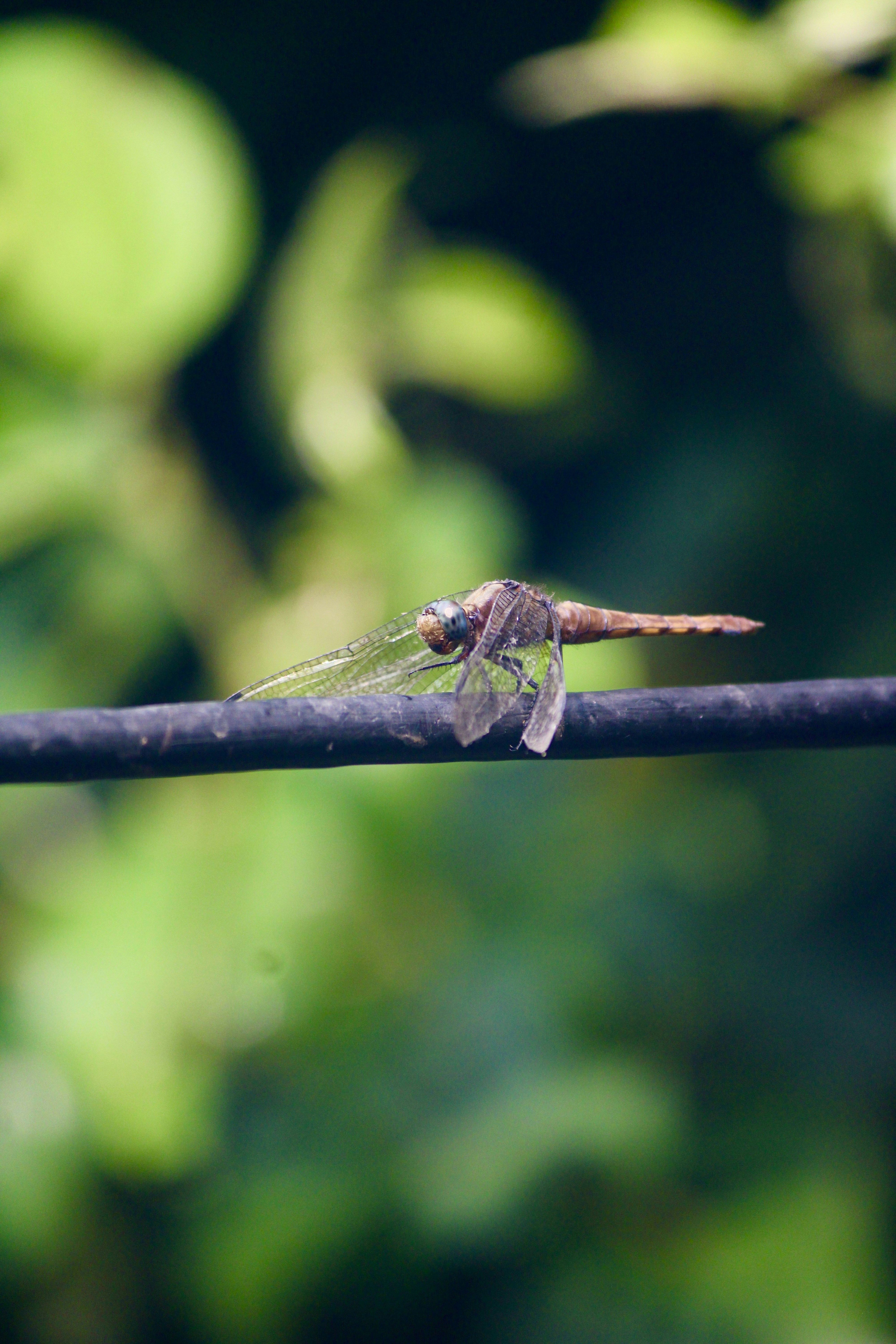 Photo by manoj_poosam