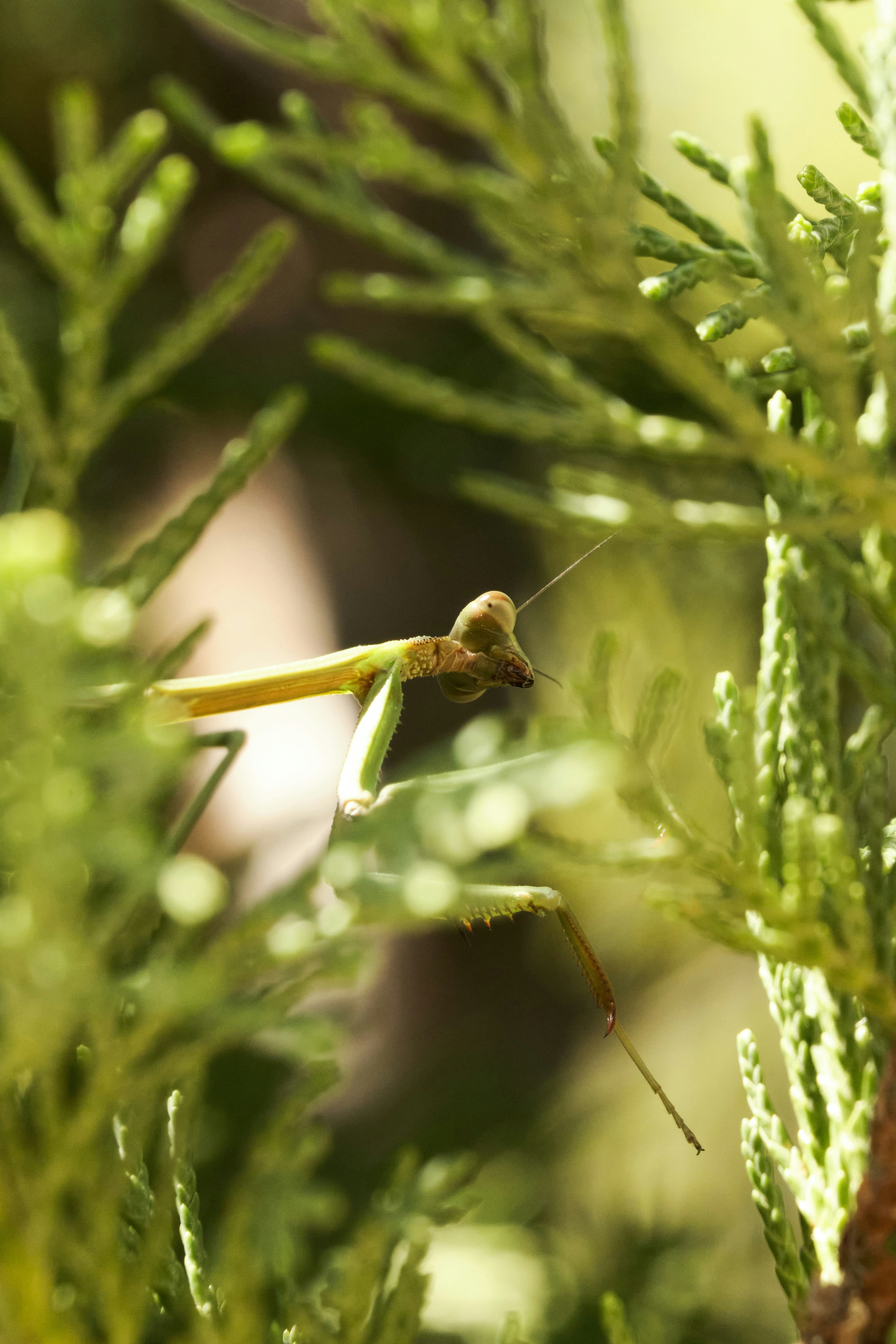 A praying praying praying praying praying praying praying praying praying praying praying praying praying praying praying