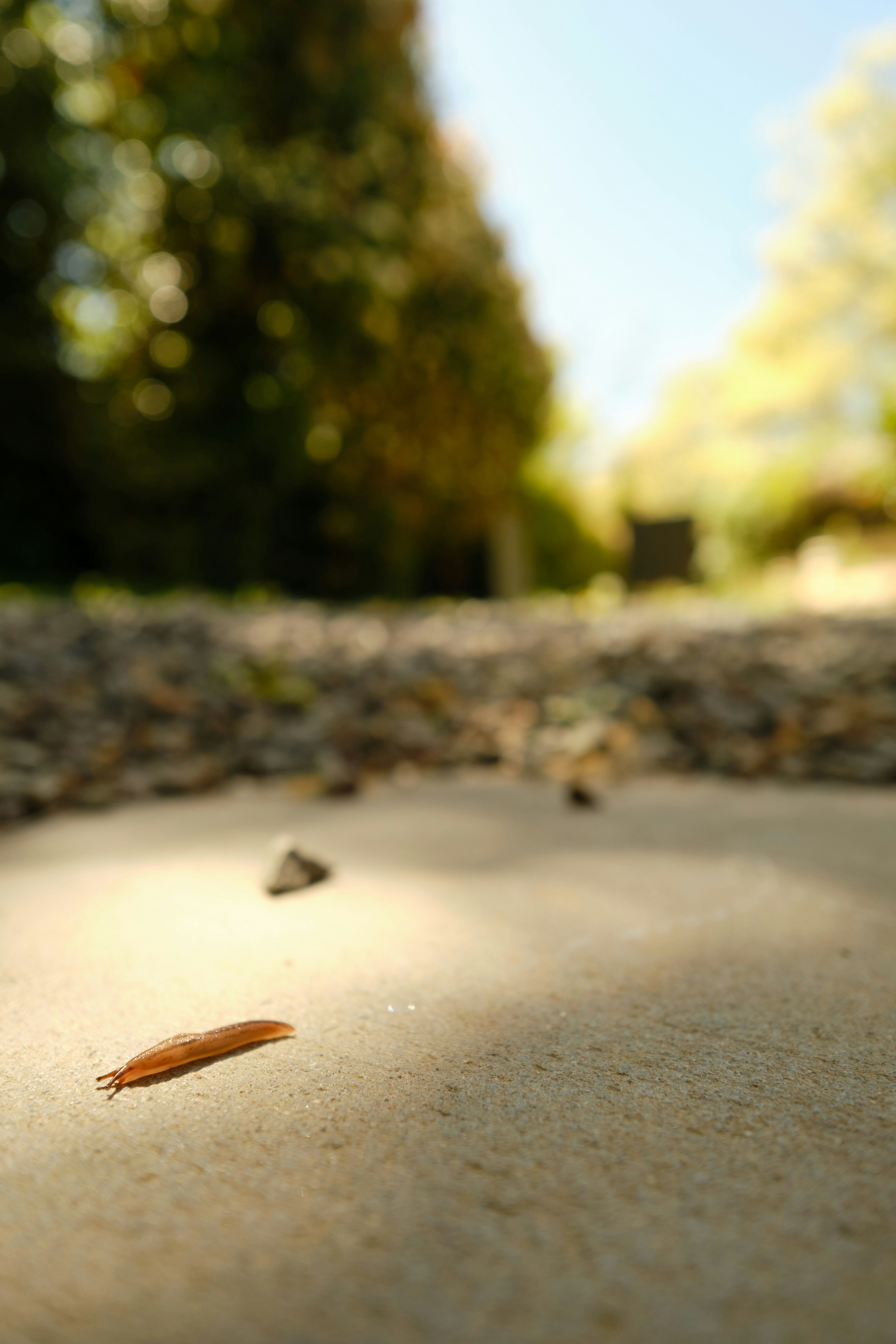 A close up of a small insect on the ground